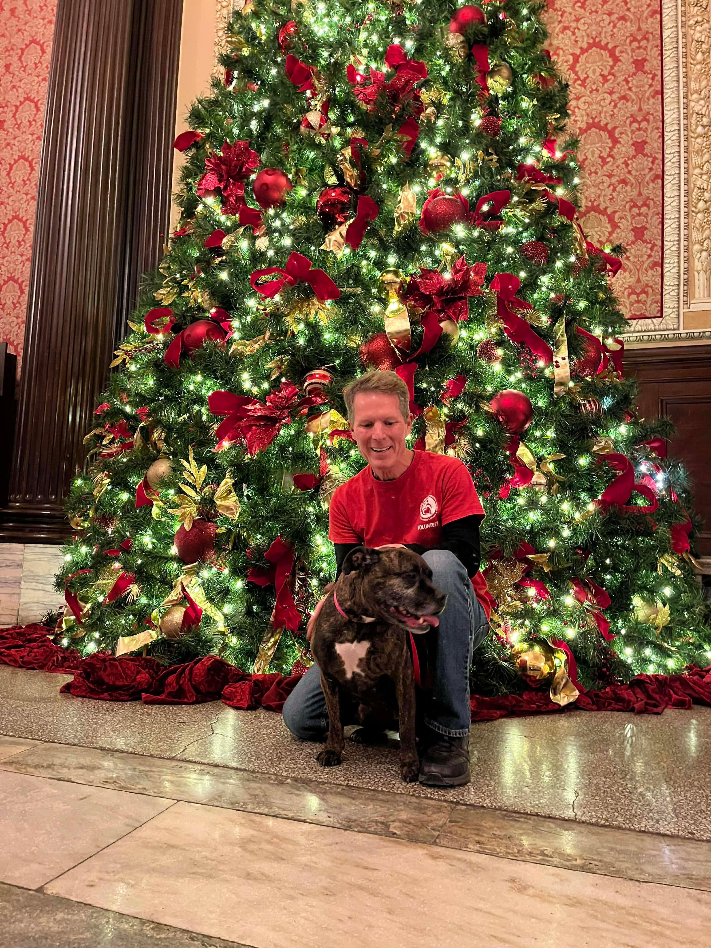 Beverly, a Adoptable mixed breed in Elyria, OH image 2/5