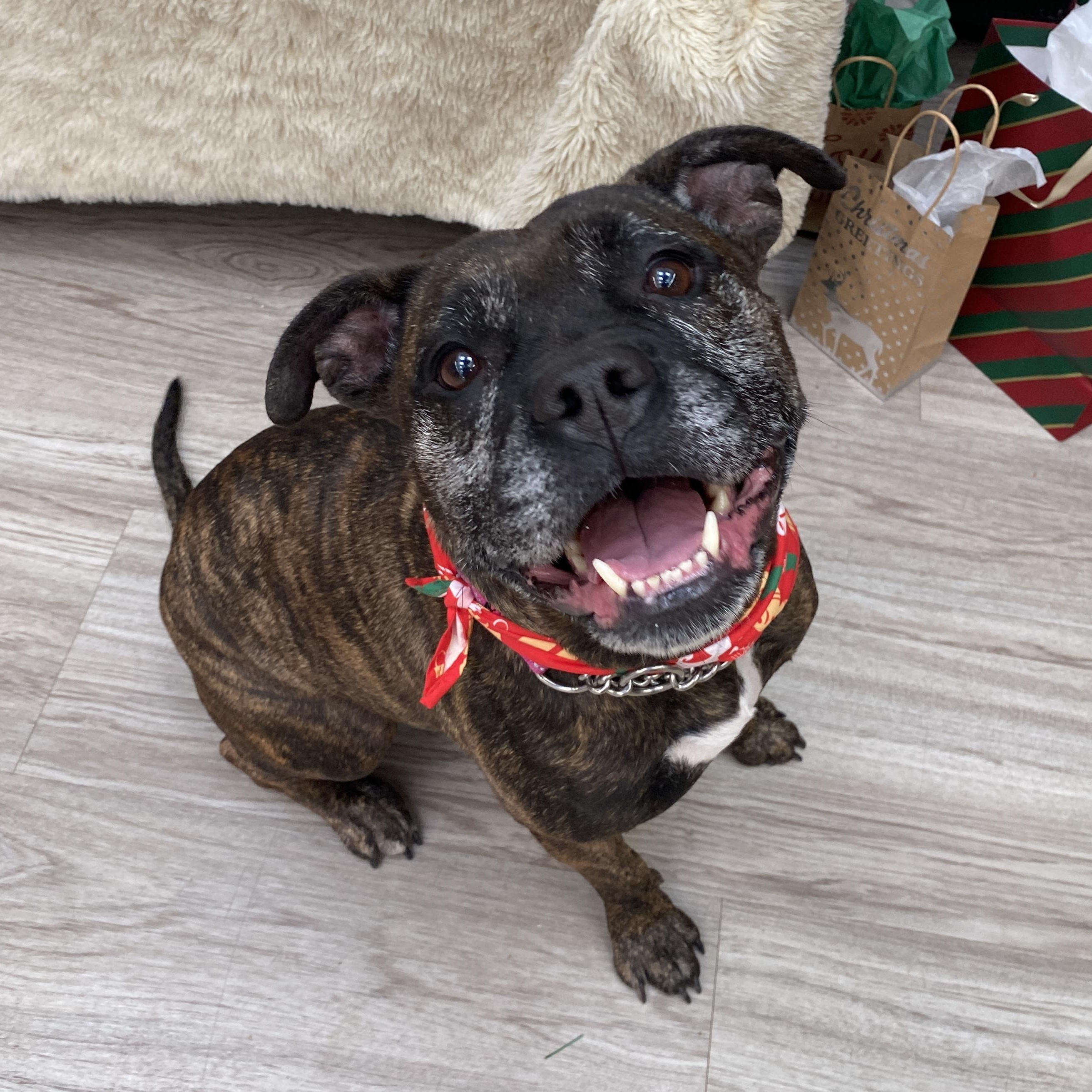 Beverly, a Adoptable mixed breed in Elyria, OH image 4/5