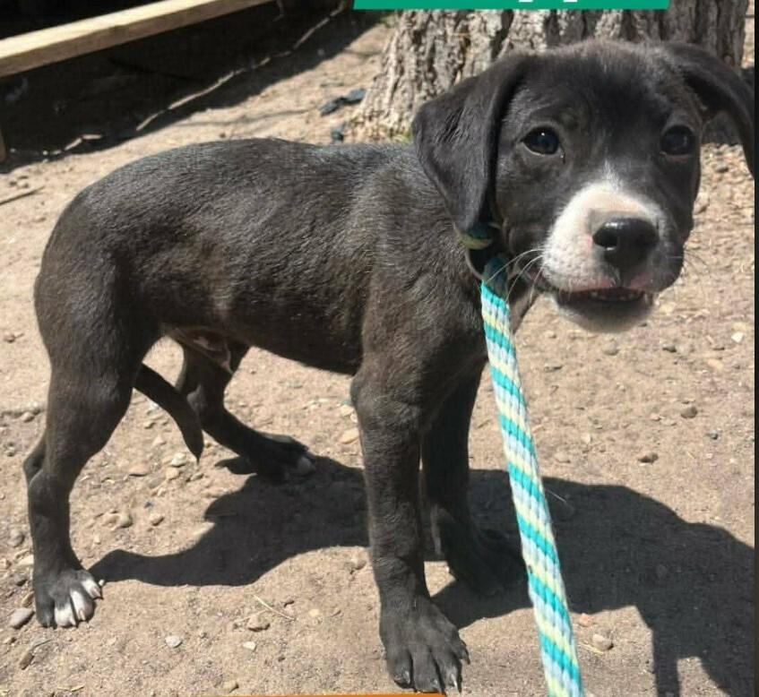 Barrett, Adoptable, Puppy Male Labrador Retriever.