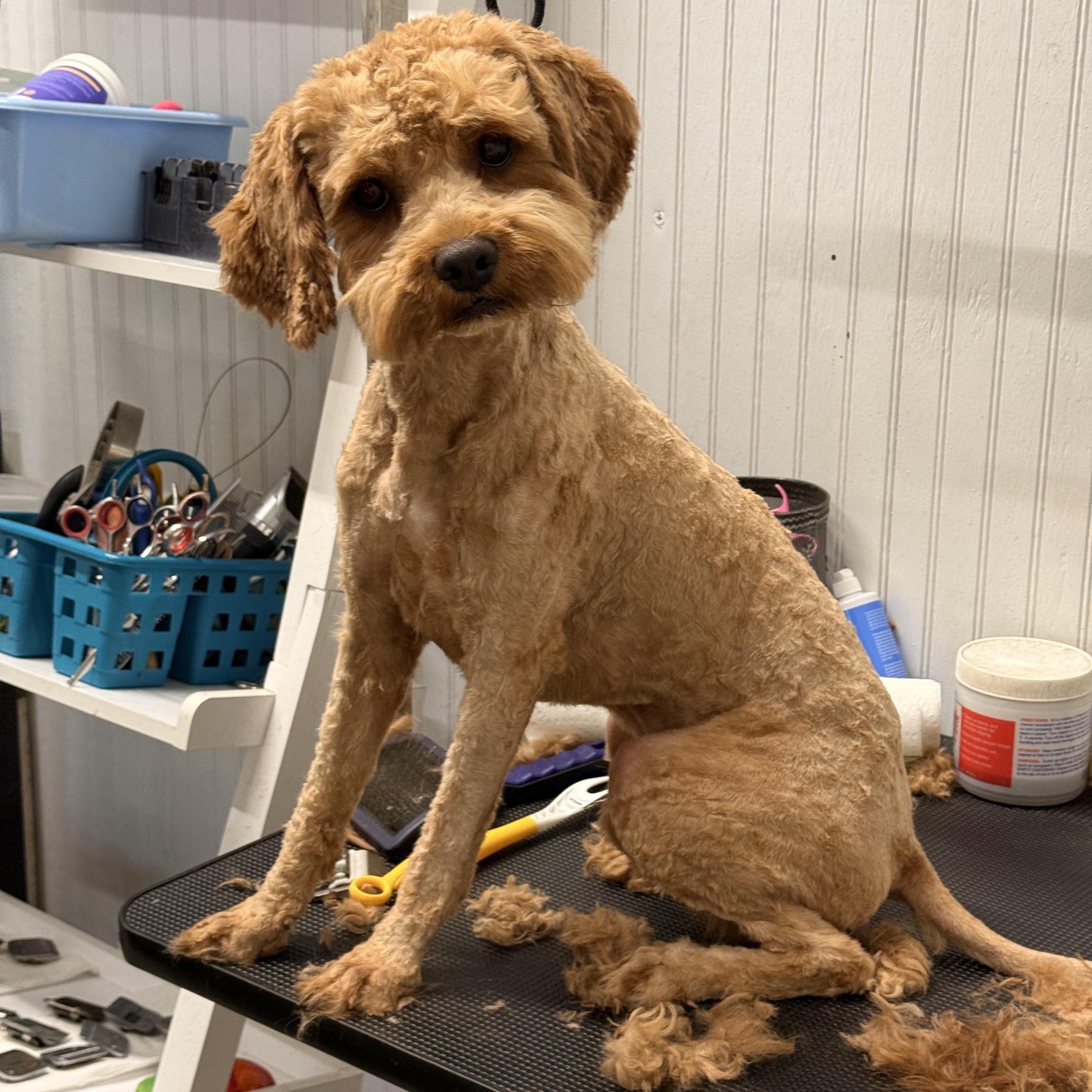 Ripley (Rip), an adoptable Cavapoo in Texarkana, TX, 75501 | Photo Image 1