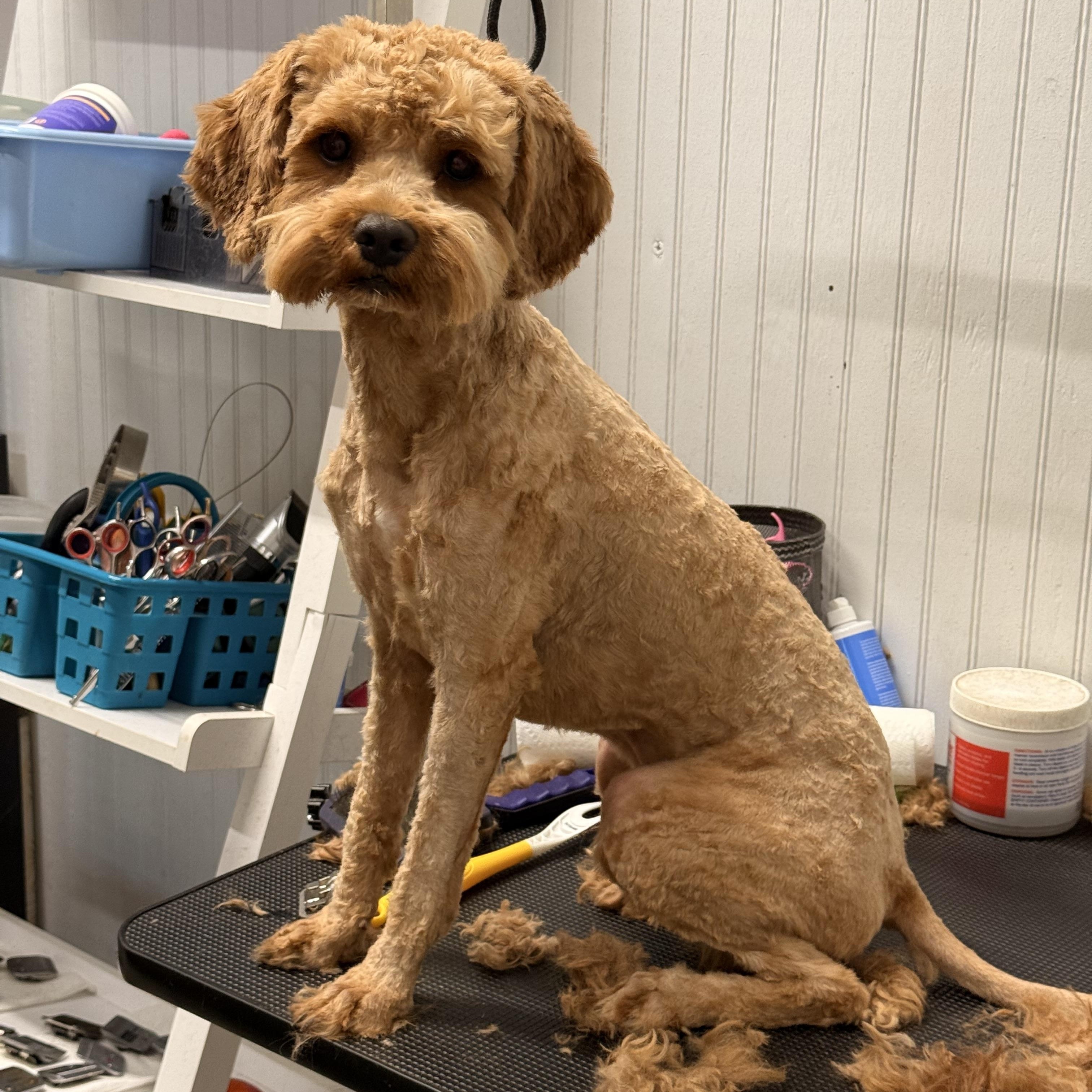 Ripley (Rip), an adoptable Cavapoo in Texarkana, TX, 75501 | Photo Image 6