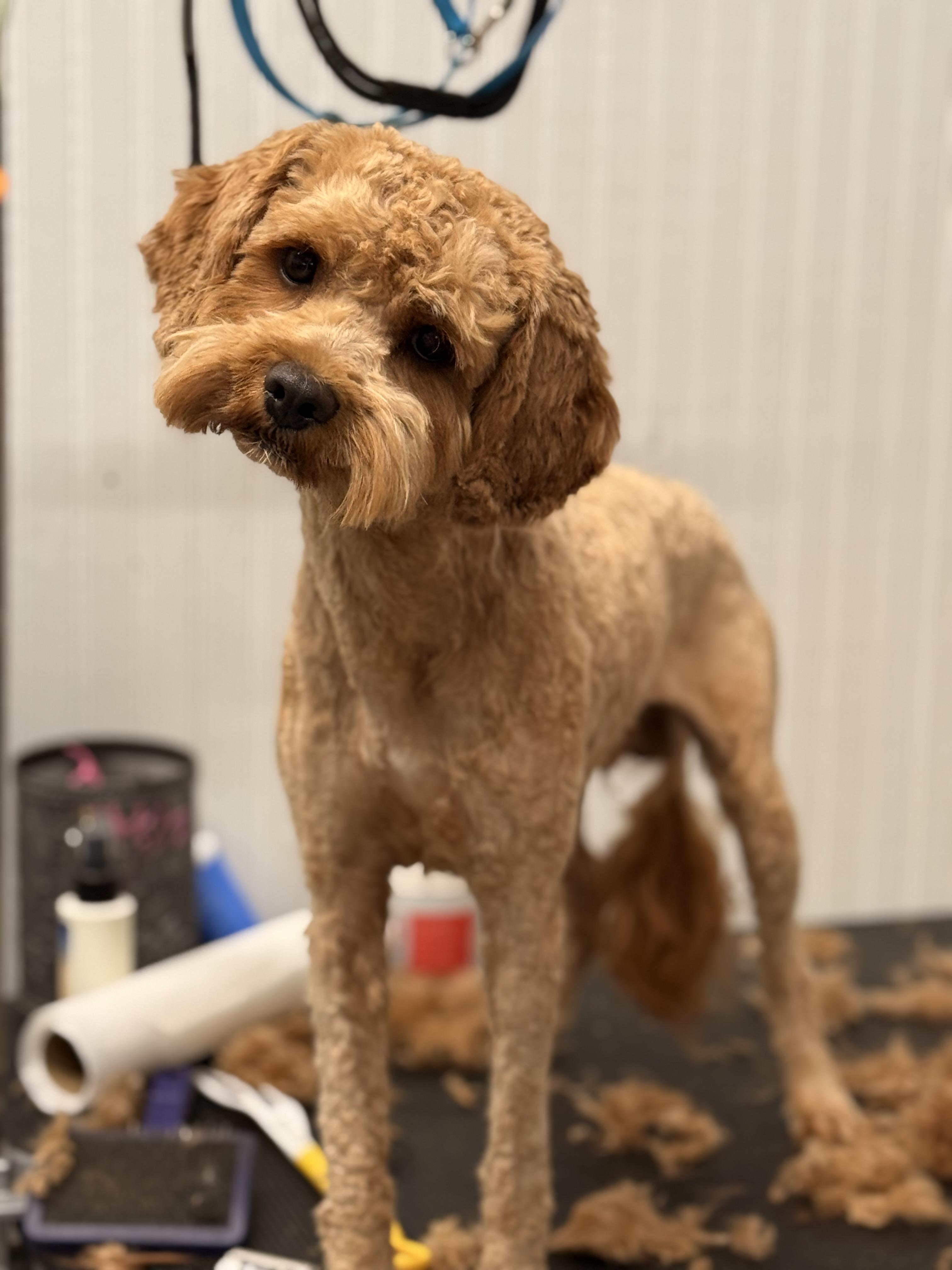 Ripley (Rip), an adoptable Cavapoo in Texarkana, TX, 75501 | Photo Image 3