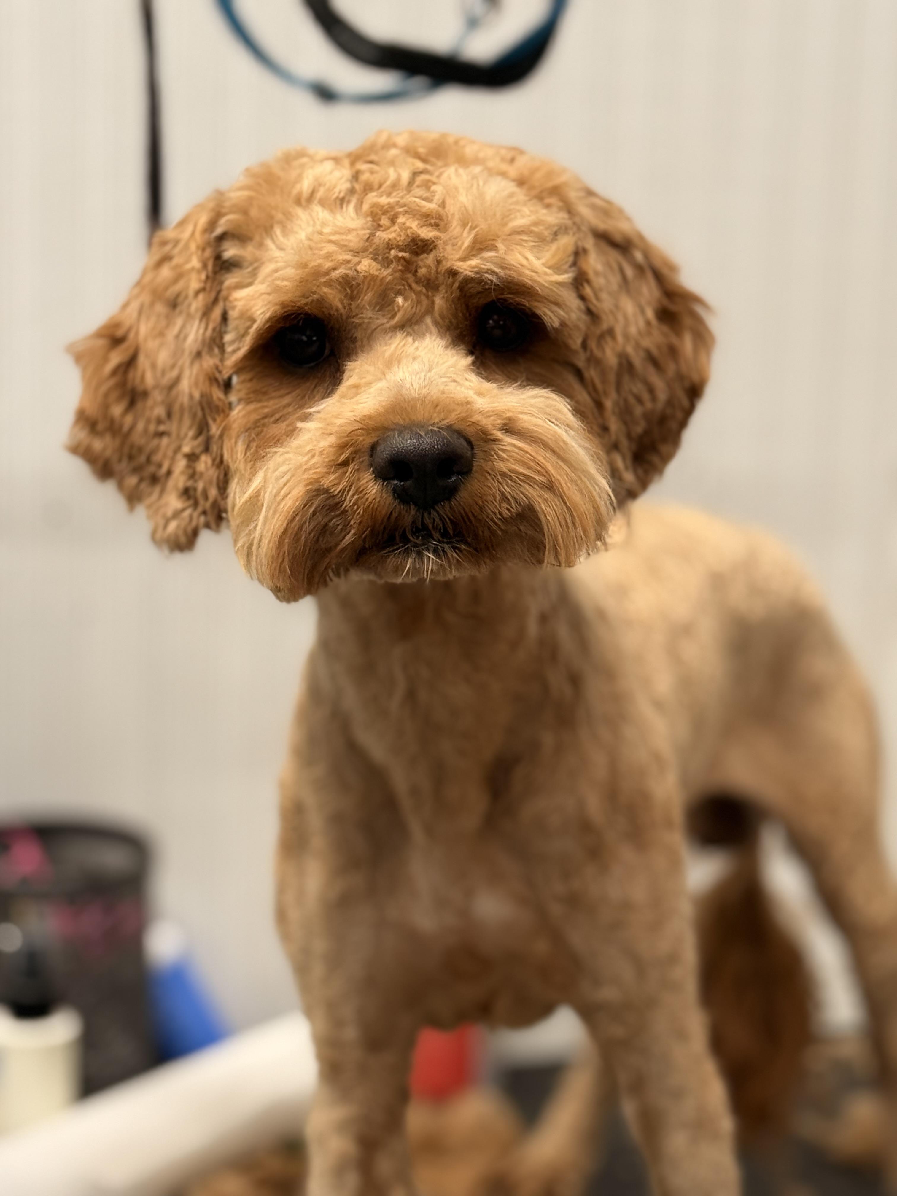 Ripley (Rip), an adoptable Cavapoo in Texarkana, TX, 75501 | Photo Image 2