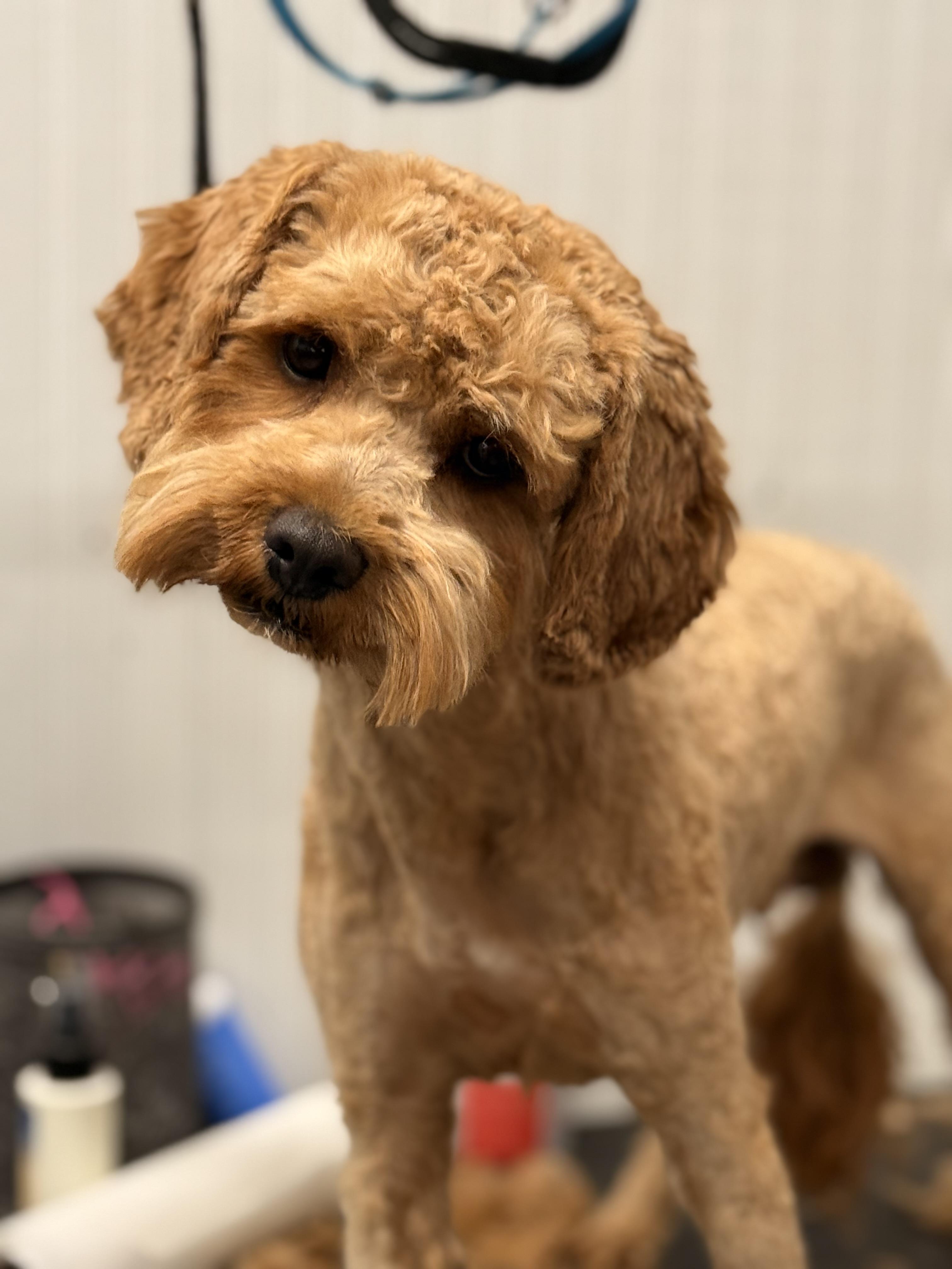 Ripley (Rip), an adoptable Cavapoo in Texarkana, TX, 75501 | Photo Image 4