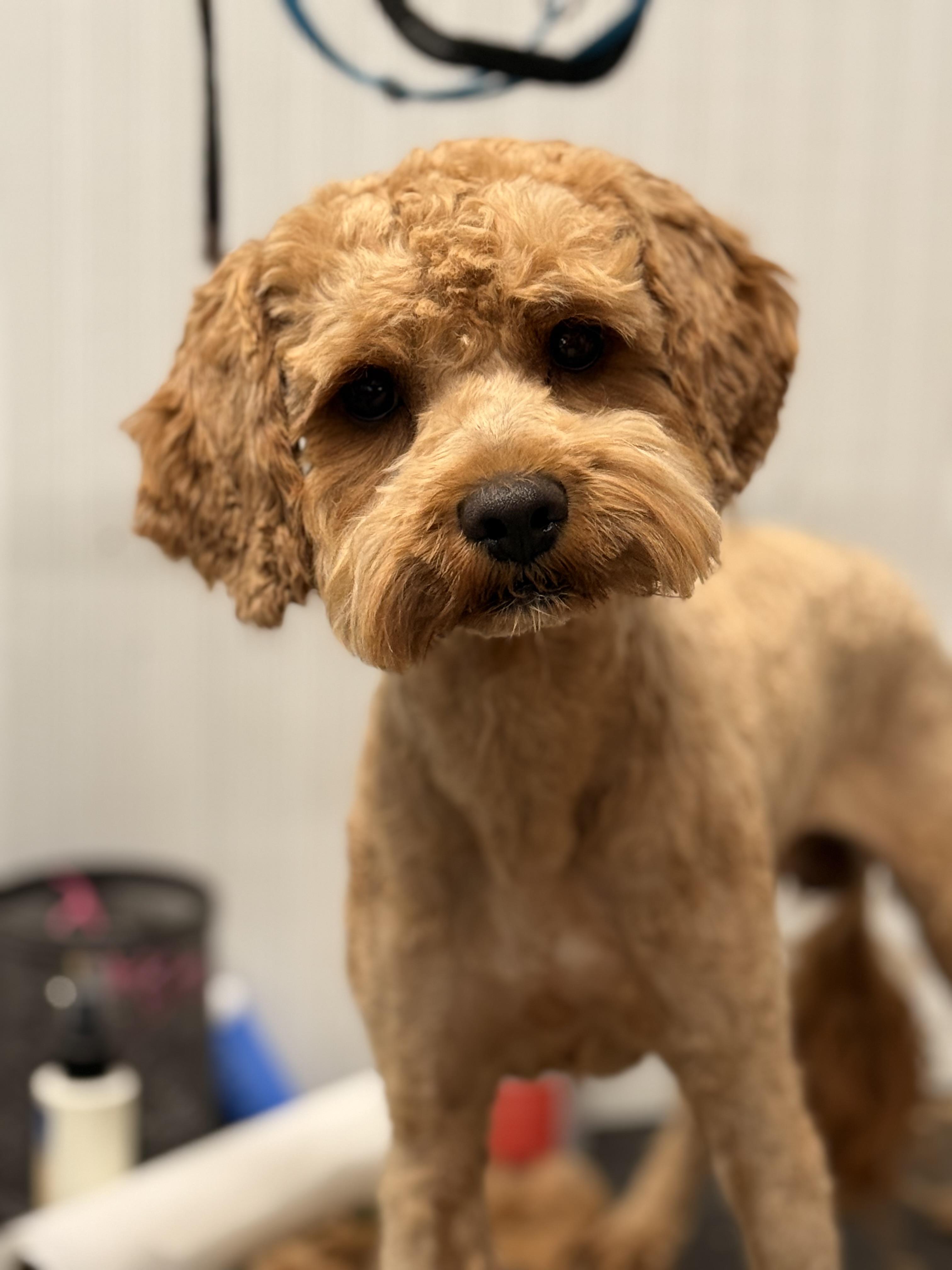 Ripley (Rip), an adoptable Cavapoo in Texarkana, TX, 75501 | Photo Image 5
