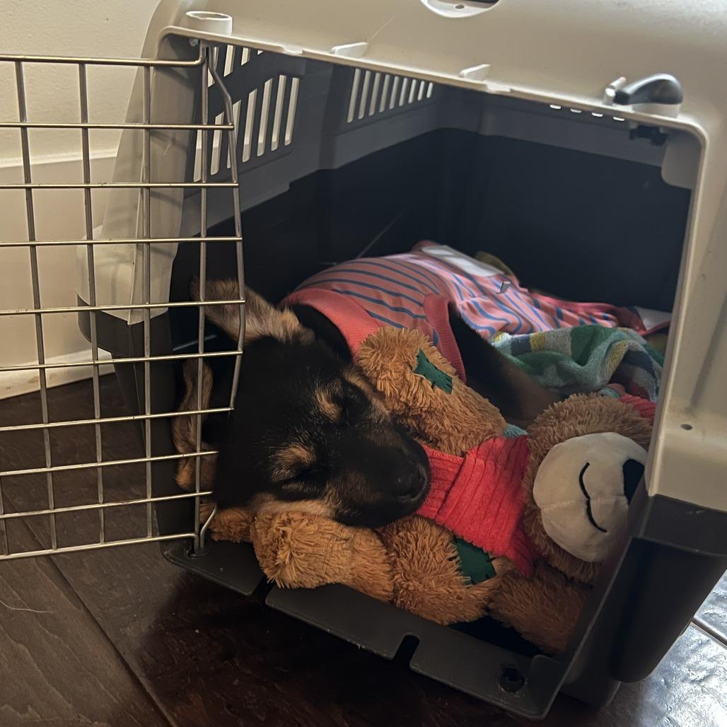 Enlarge Roomba, a Adoptable mixed breed in Woodinville, WA image 1/4