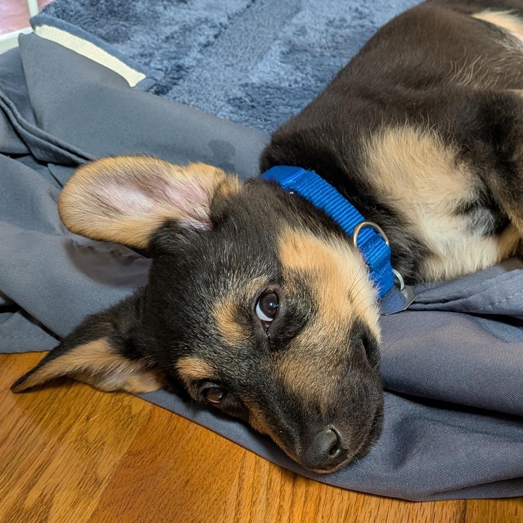 Enlarge Roomba, a Adoptable mixed breed in Woodinville, WA image 2/4