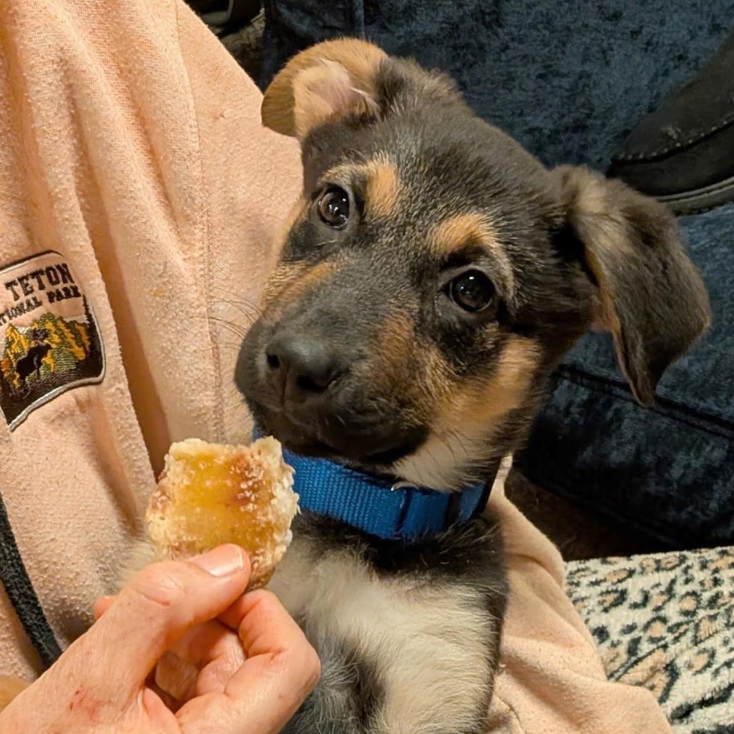 Enlarge Roomba, a Adoptable mixed breed in Woodinville, WA image 3/4