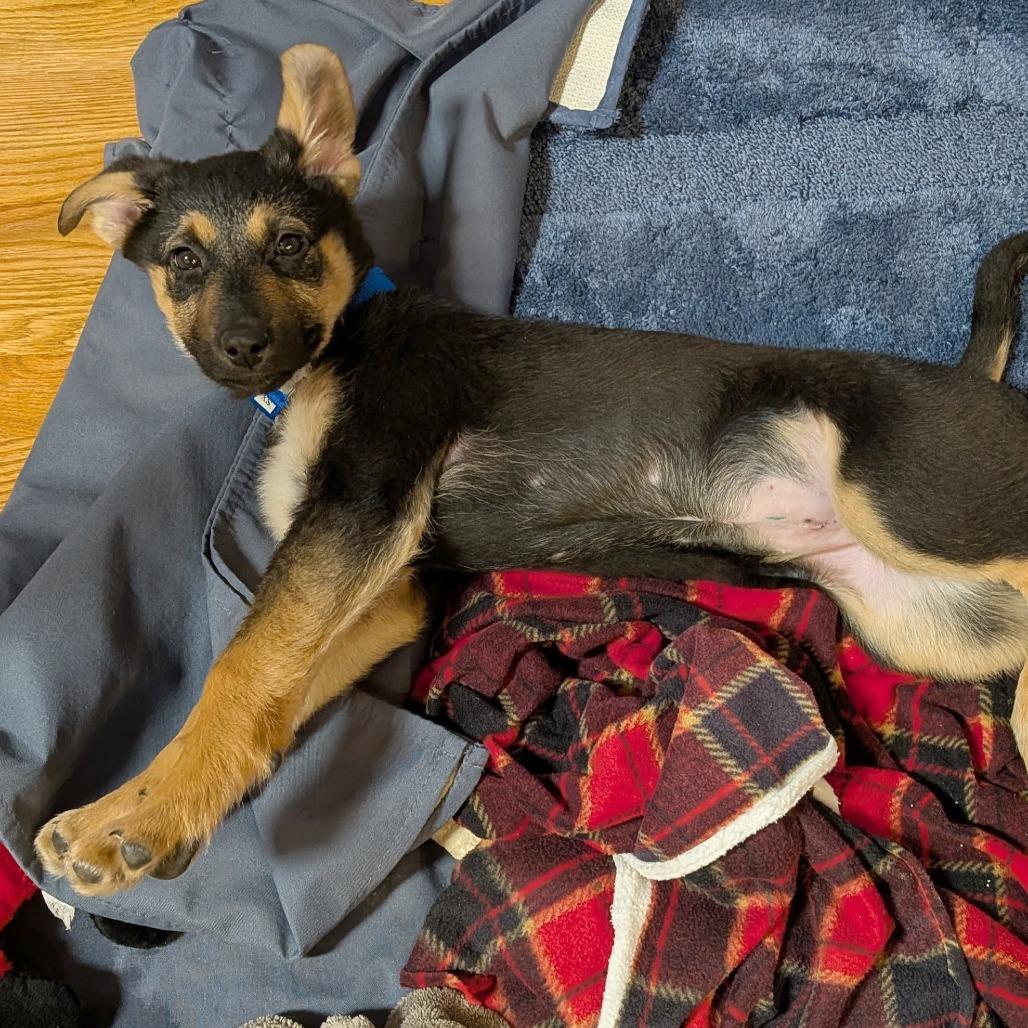 Enlarge Roomba, a Adoptable mixed breed in Woodinville, WA image 4/4