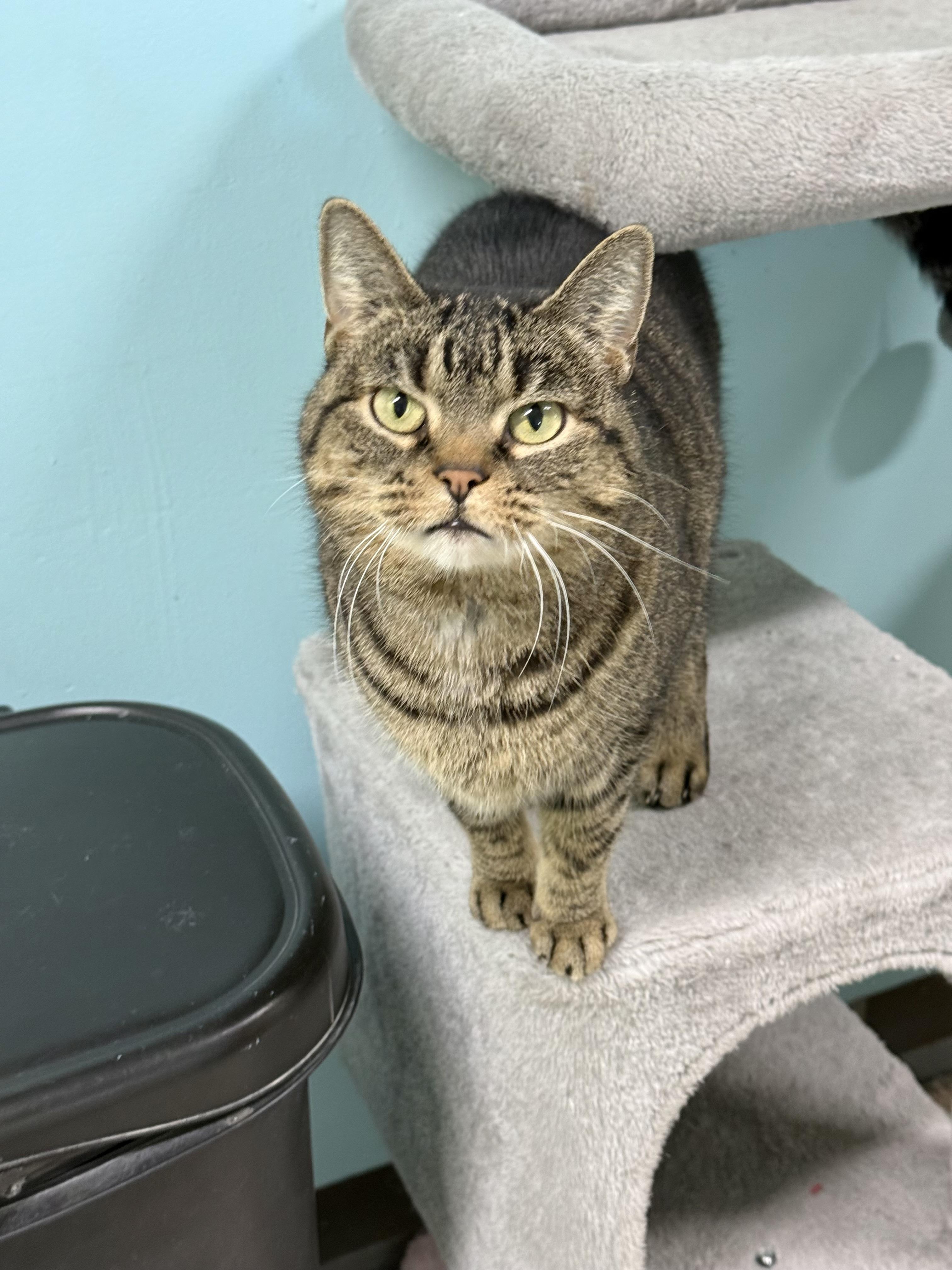 Tansy, Adoptable, Adult Female Domestic Short Hair.