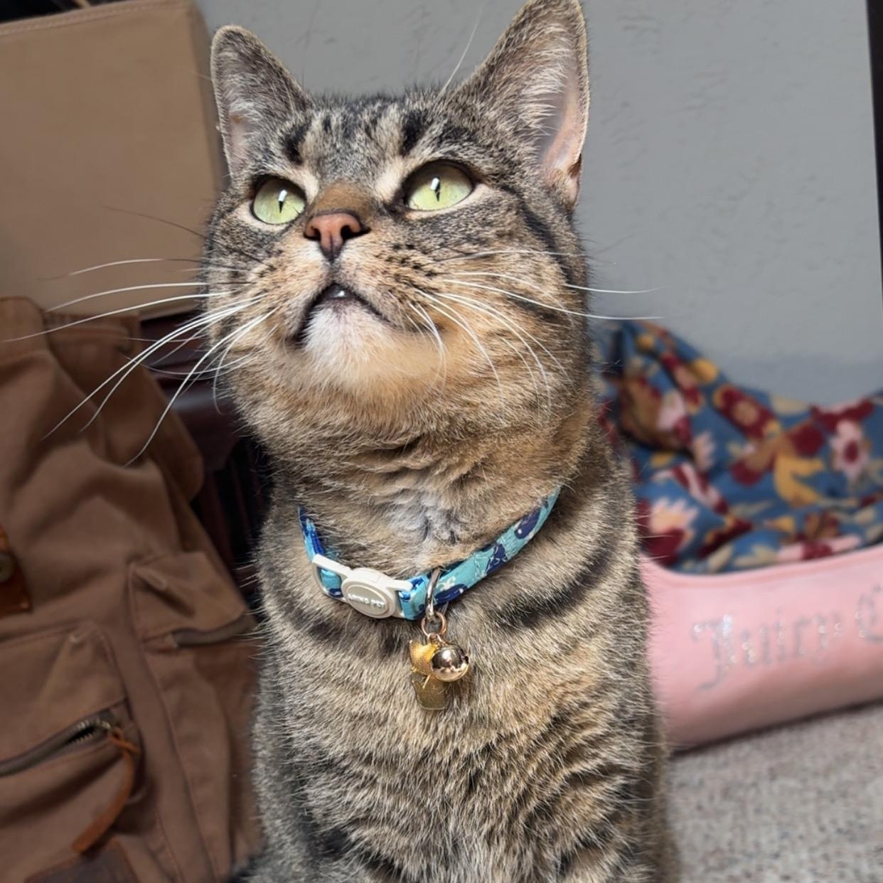 Enlarge Tansy, an adoptable Domestic Short Hair in Jamestown, ND image 2/2