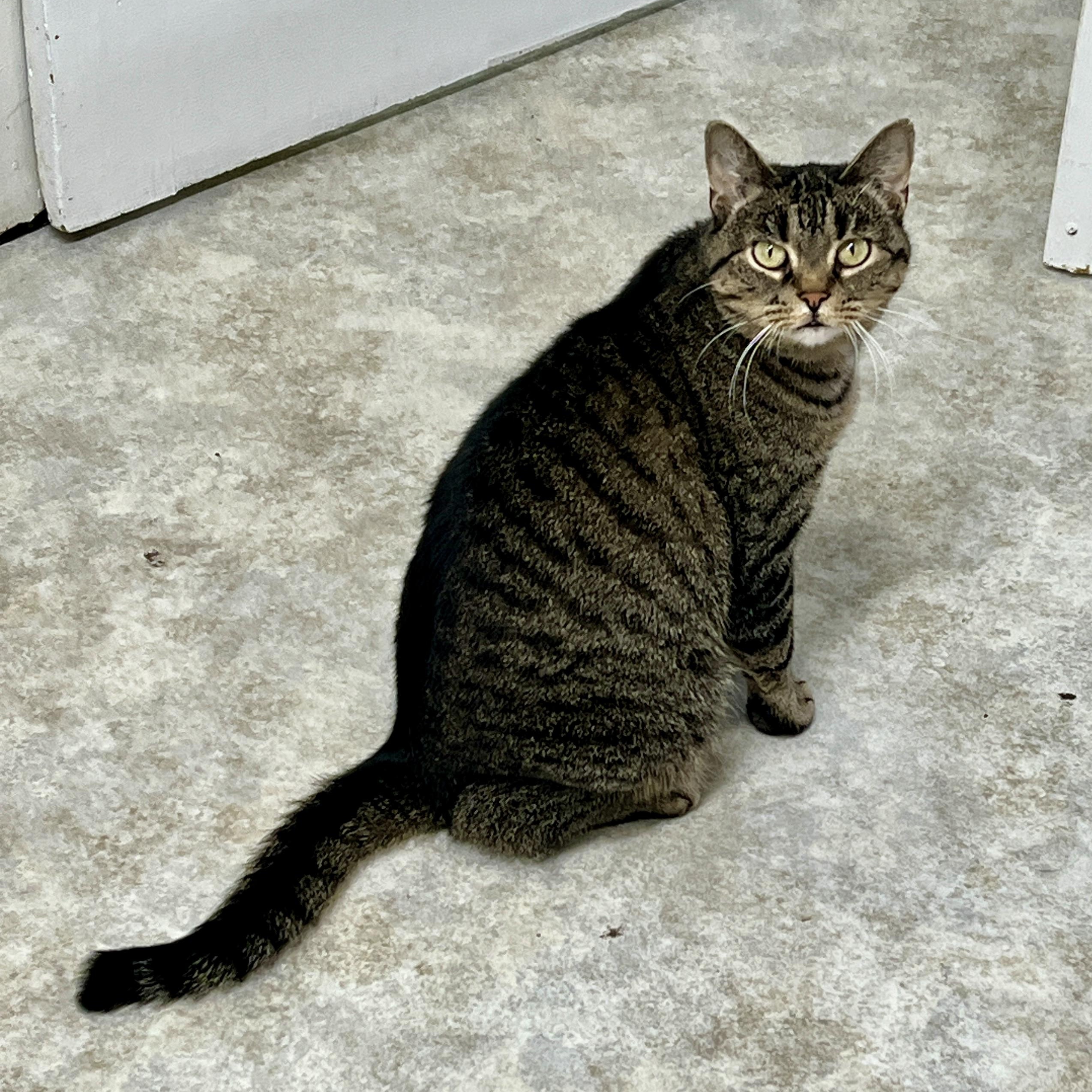 Tansy, an adoptable Domestic Short Hair in Jamestown, ND image 3/3