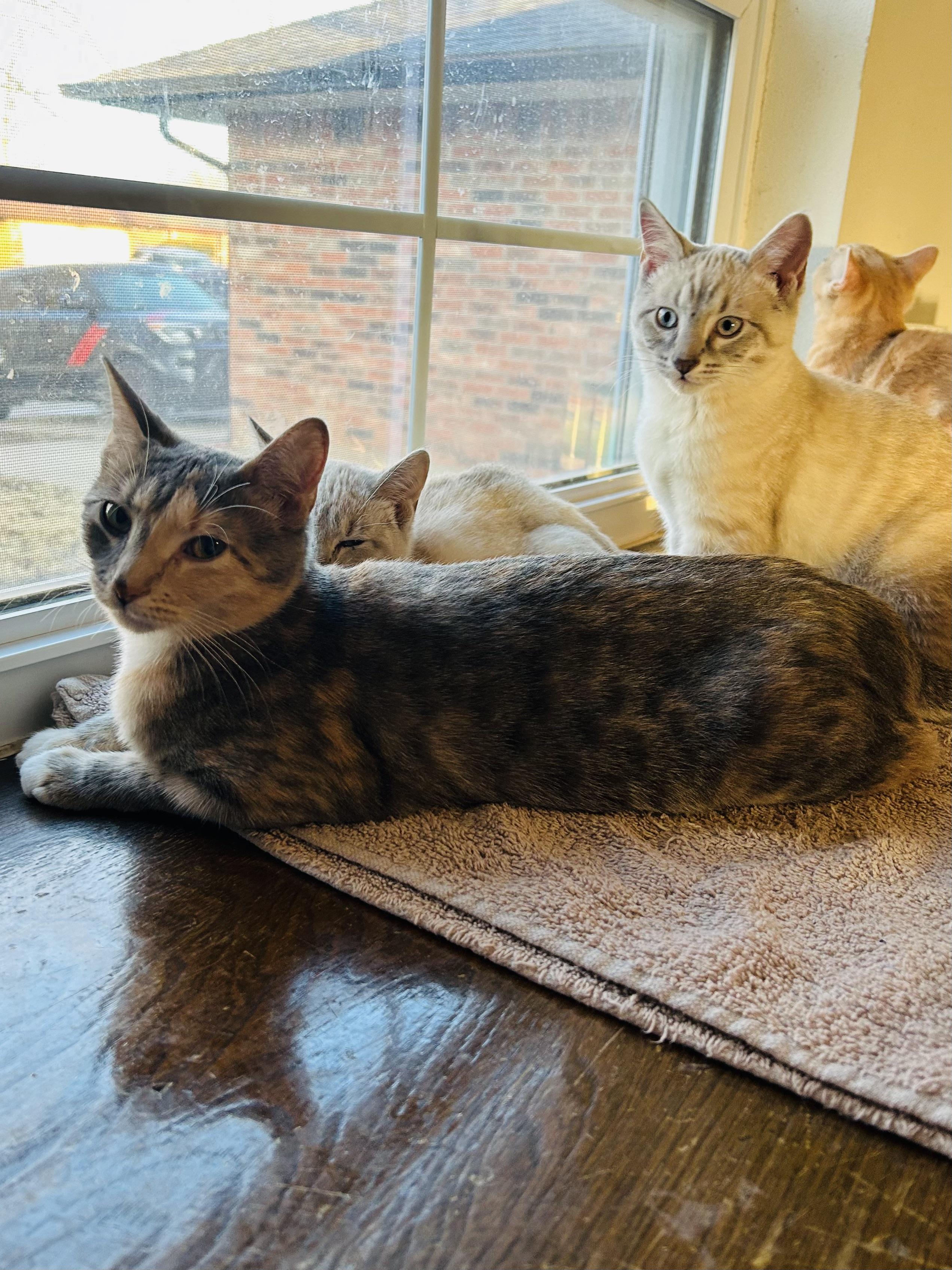 Enlarge Alani, a ADOPTABLE Domestic Short Hair in Choctaw, OK image 4/4