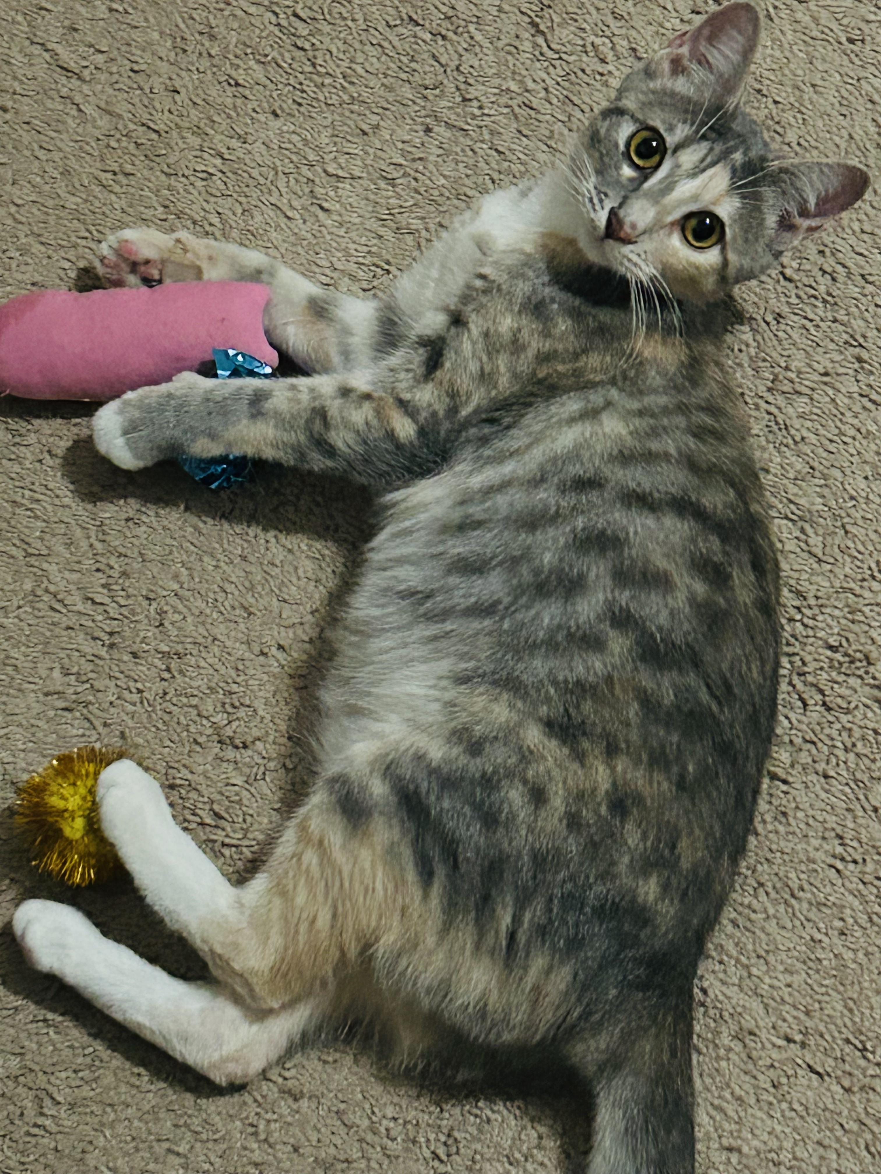 Enlarge Alani, a ADOPTABLE Domestic Short Hair in Choctaw, OK image 3/4