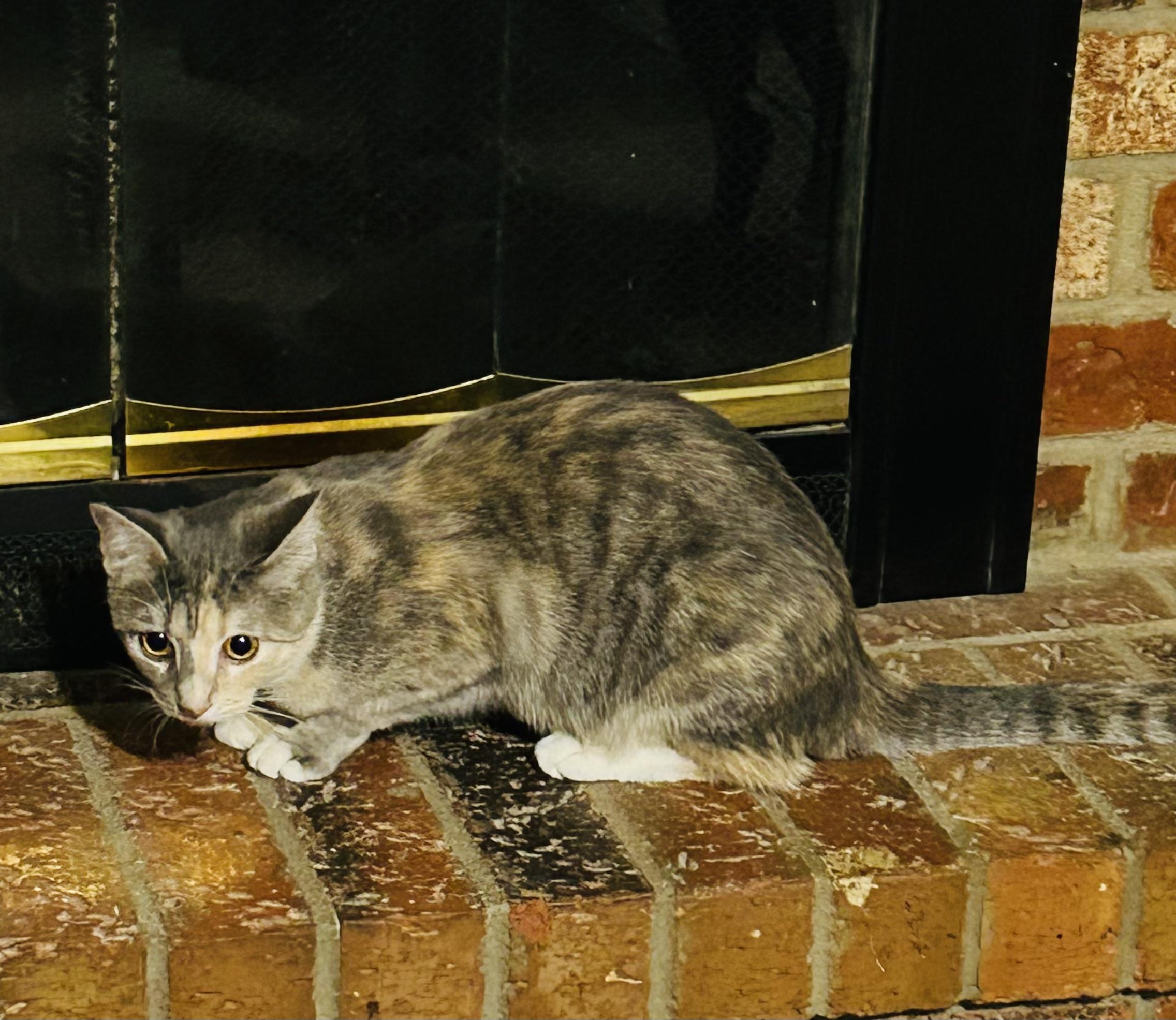 Alani, ADOPTABLE, Adult Female Domestic Short Hair.