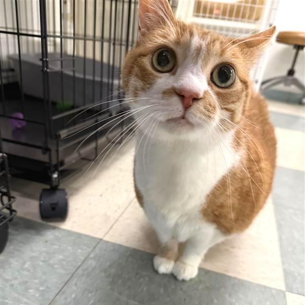 Maisie, Adoptable, Senior Female American Shorthair.