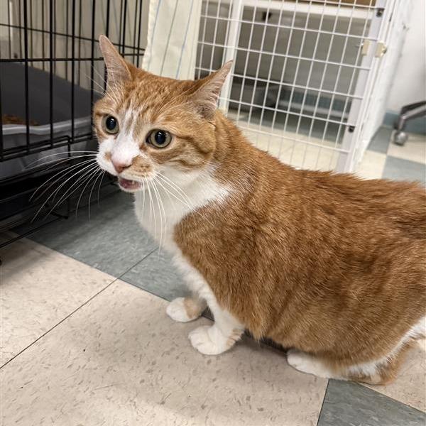 Enlarge Maisie, a Adoptable American Shorthair in Mount Shasta, CA image 2/5