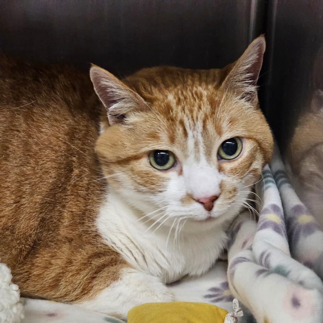 Maisie, Adoptable, Senior Female American Shorthair.