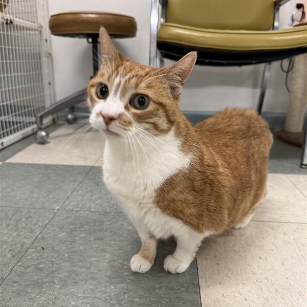 Enlarge Maisie, a Adoptable American Shorthair in Mount Shasta, CA image 5/5