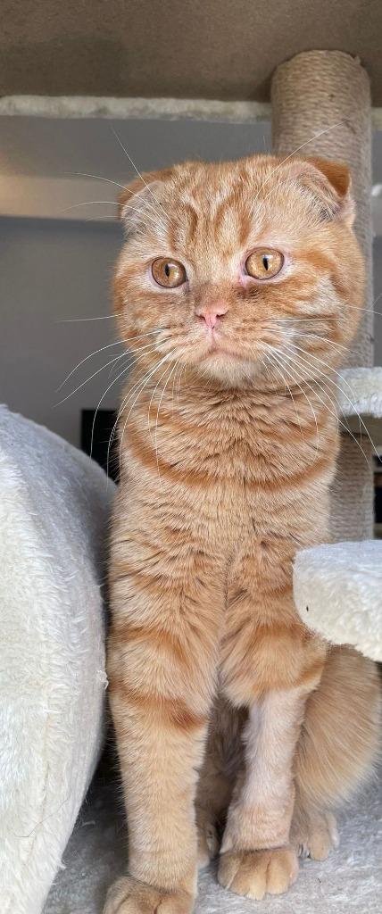 Fanta, Adoptable, Young Male Scottish Fold.