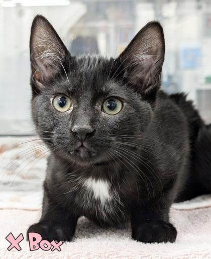 Enlarge Xbox, a Adoptable mixed breed in Mason, MI image 1/1