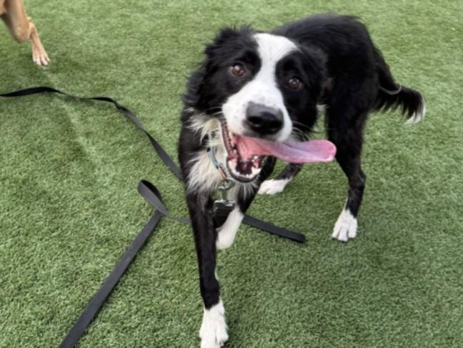 OSO, Adoptable, Adult Male Border Collie.