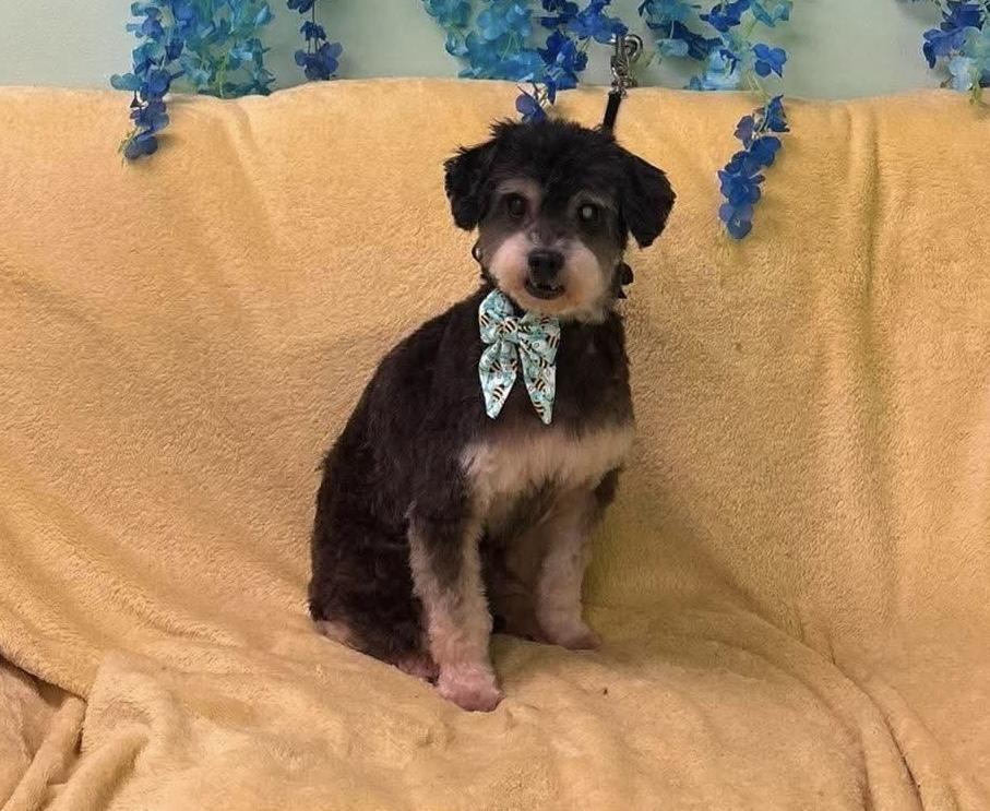 Oreo, Adoptable, Senior Male Terrier.