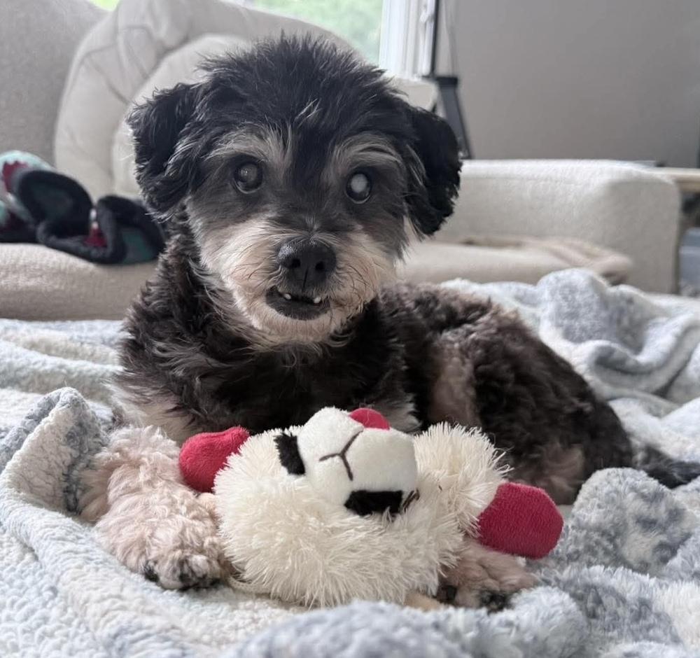 Enlarge Oreo, a Adoptable mixed breed in Alden, NY image 2/4