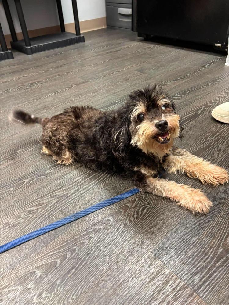 Enlarge Oreo, a Adoptable mixed breed in Alden, NY image 3/4