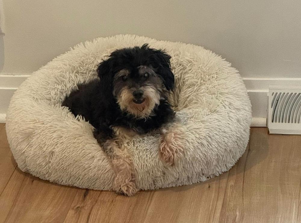 Enlarge Oreo, a Adoptable mixed breed in Alden, NY image 4/4