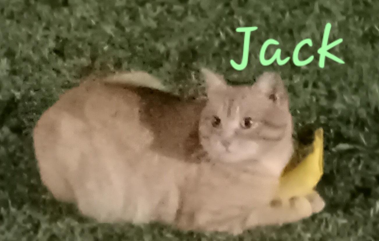 Jack, a ADOPTABLE Domestic Short Hair in Grifton, NC image 3/5