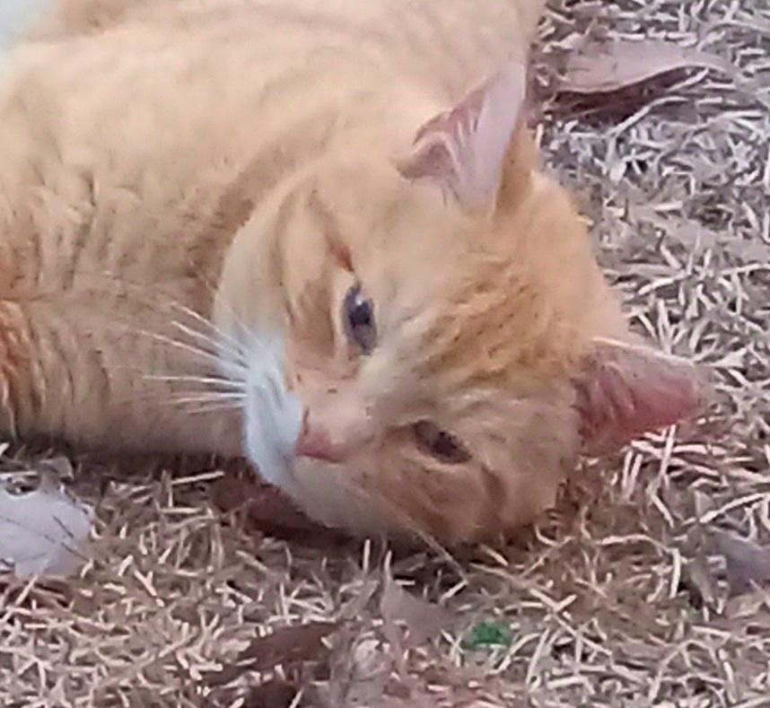 Jack, a ADOPTABLE Domestic Short Hair in Grifton, NC image 5/5