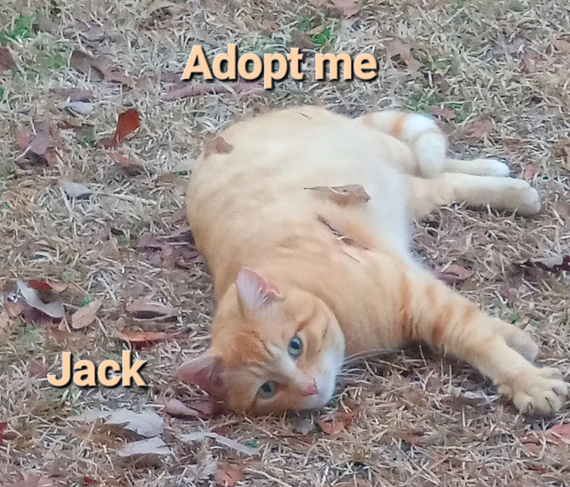 Jack, a ADOPTABLE Domestic Short Hair in Grifton, NC image 2/5
