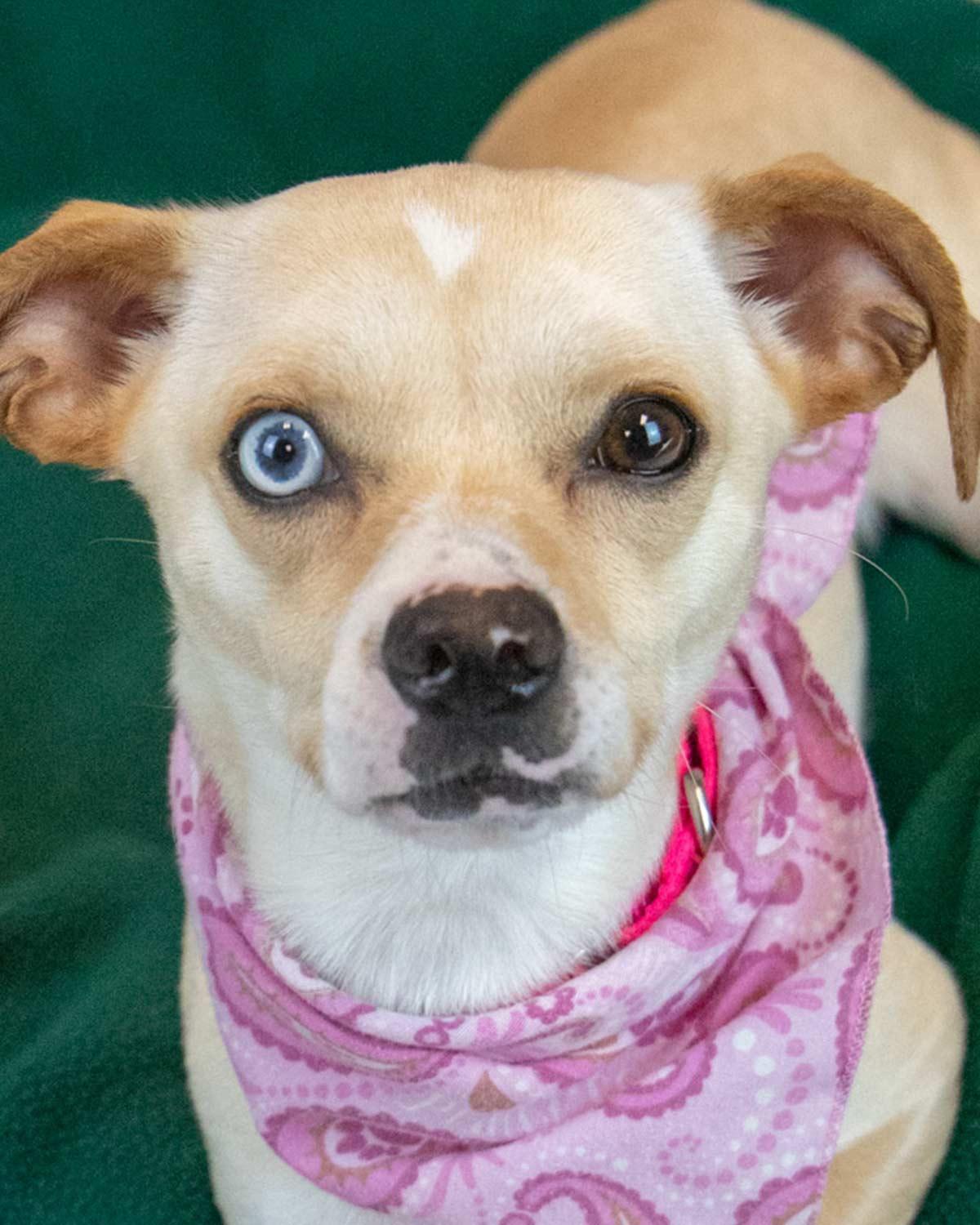 Francesa, Adult Female Chihuahua