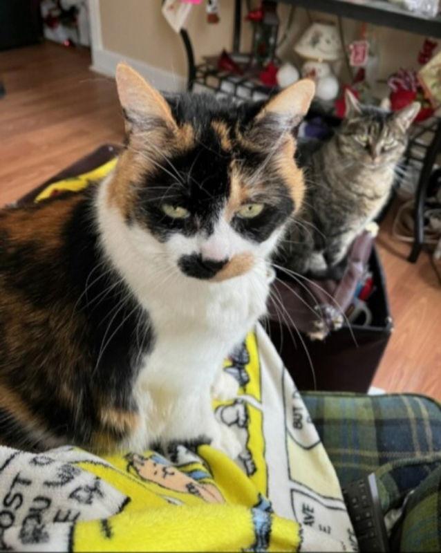 Enlarge Cali, a Adopted Domestic Short Hair in Delran, NJ image 1/2