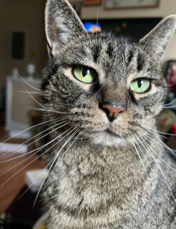 Enlarge Cali, a Adopted Domestic Short Hair in Delran, NJ image 2/2