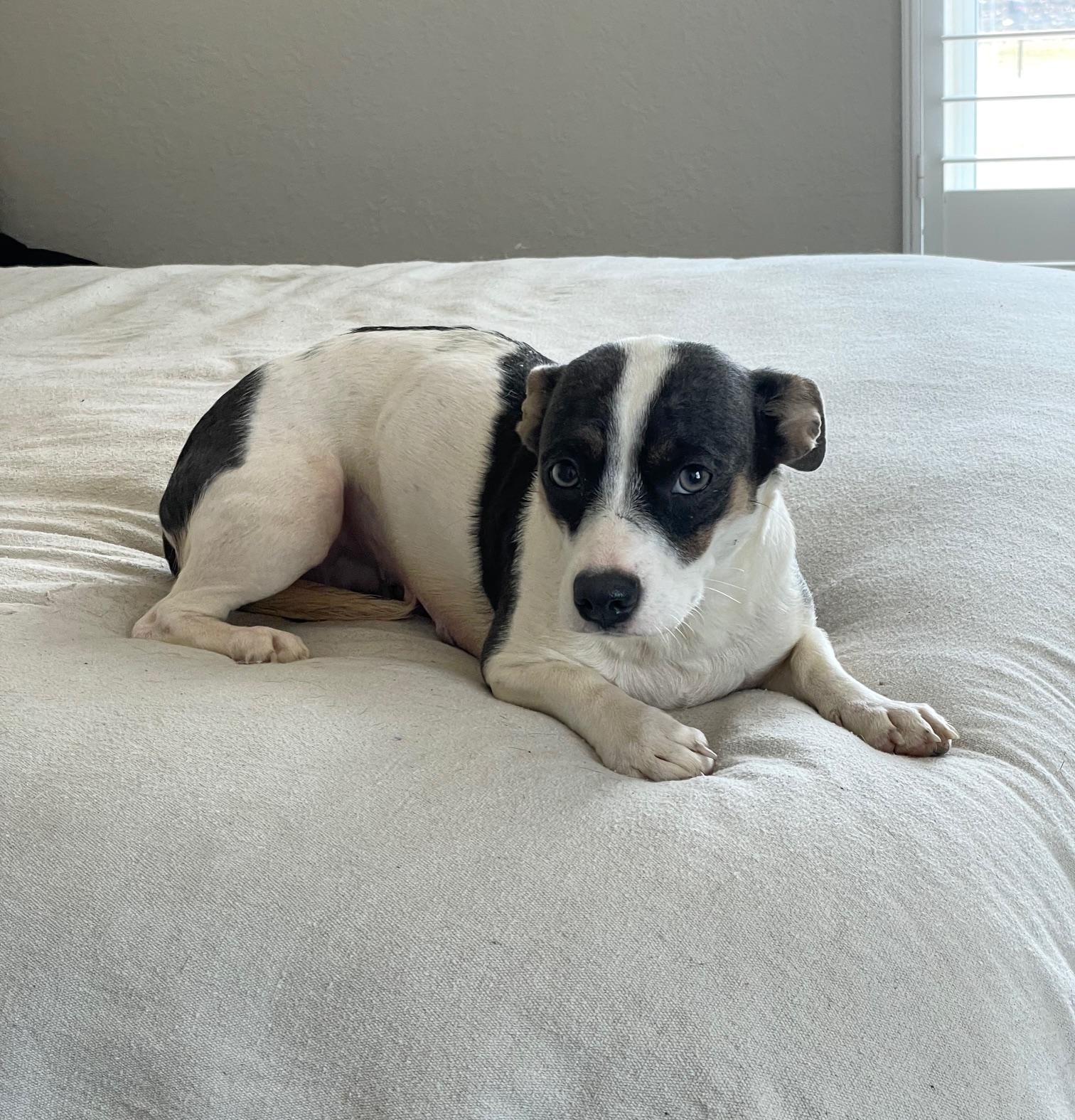 snuggly Anika, a ADOPTABLE mixed breed in West Hartford , CT image 1/4