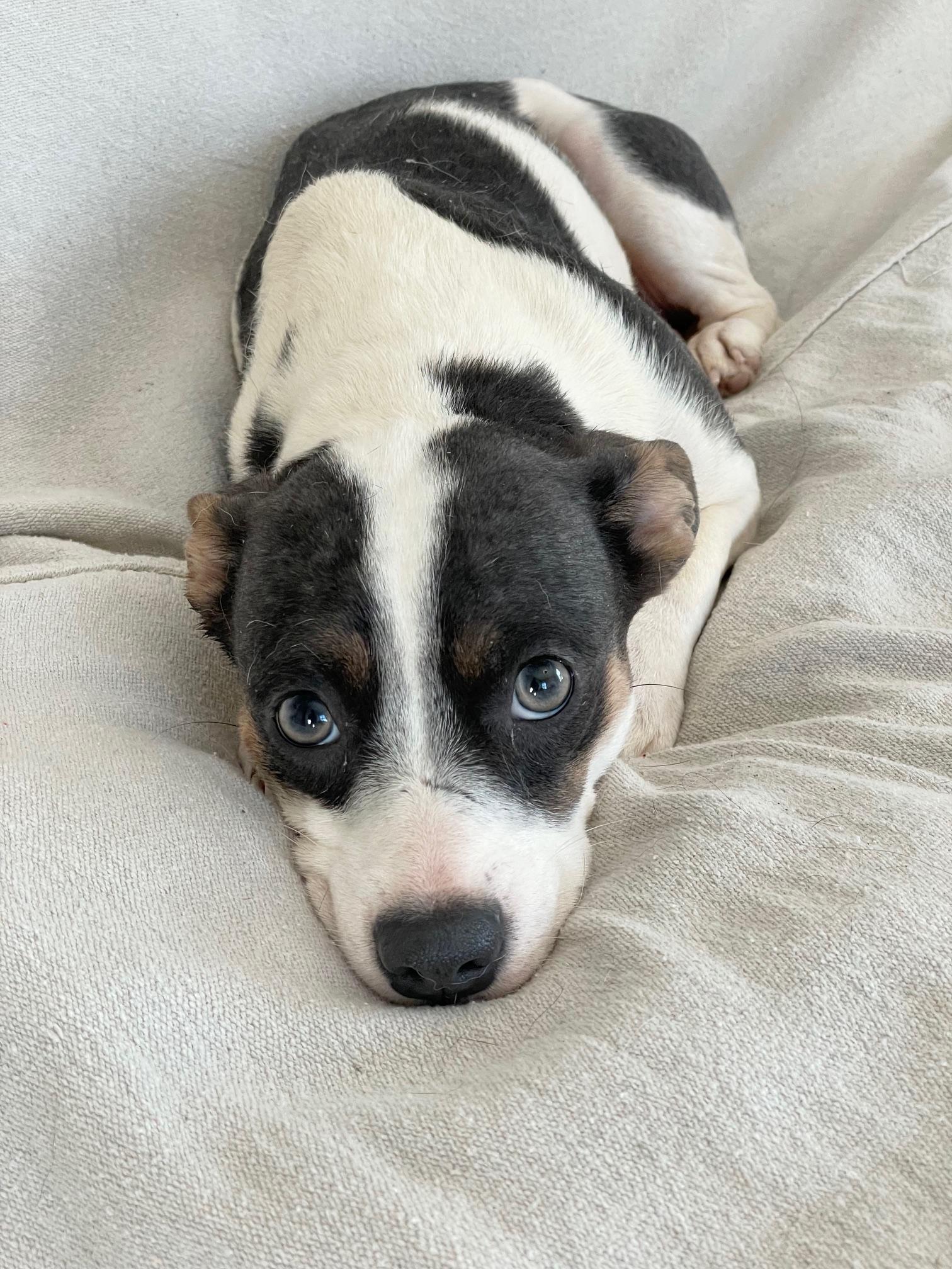 snuggly Anika, a ADOPTABLE mixed breed in West Hartford , CT image 2/4