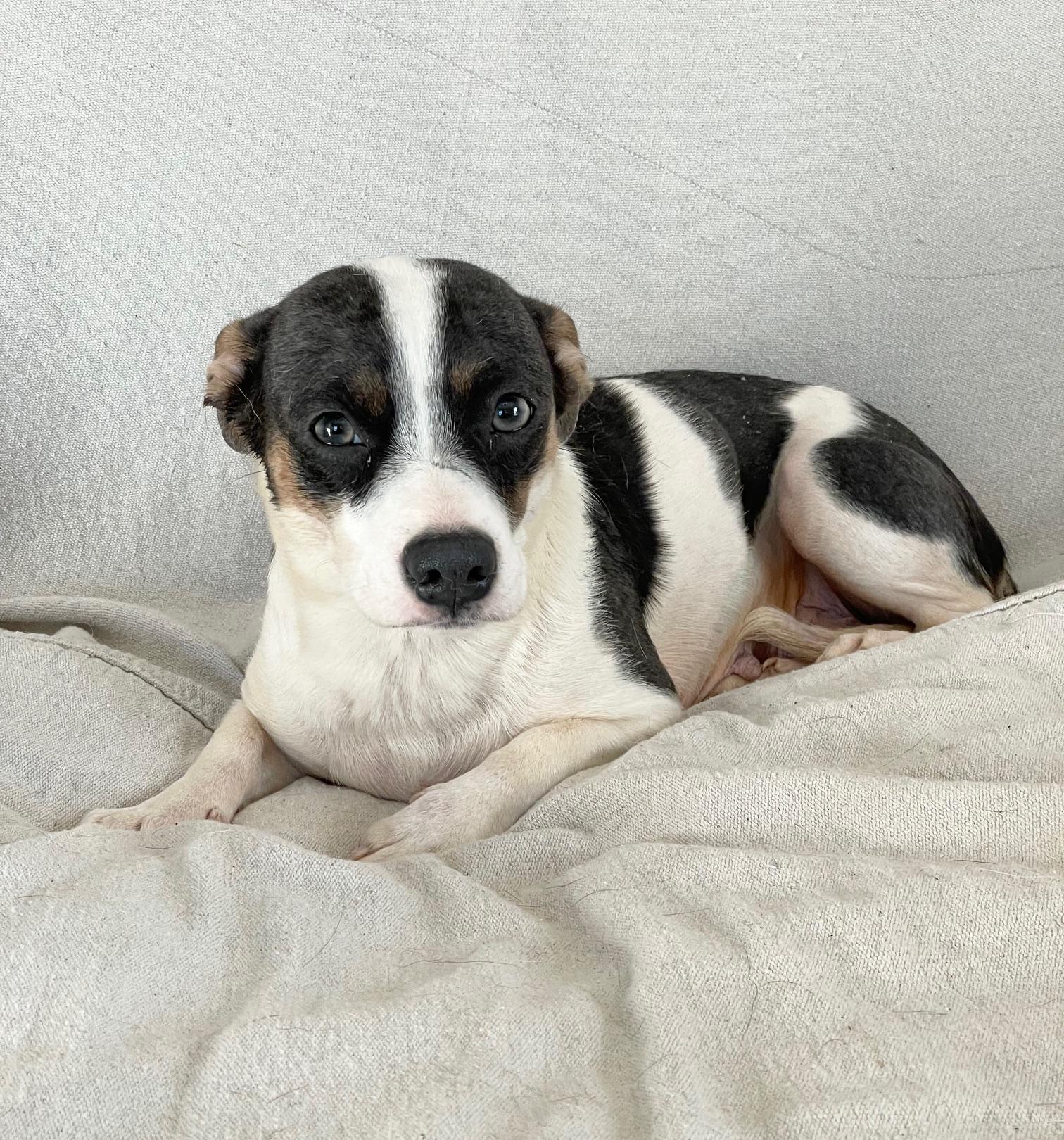 snuggly Anika, a ADOPTABLE mixed breed in West Hartford , CT image 3/4