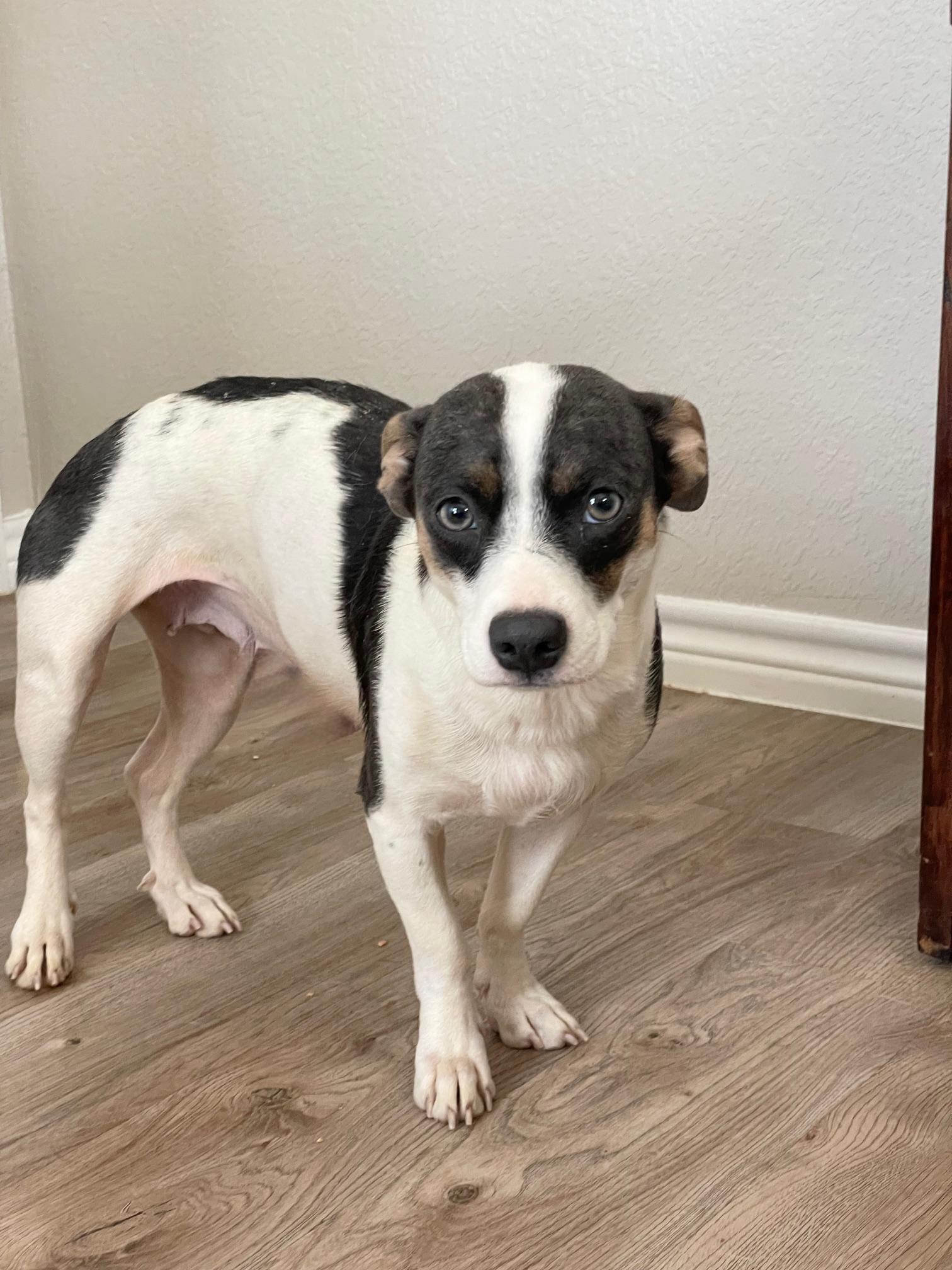 snuggly Anika, a ADOPTABLE mixed breed in West Hartford , CT image 4/4