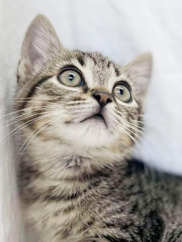 Summer is coming to Georgia so we need to get our fosters OUT and into homes here Our Southern Geor