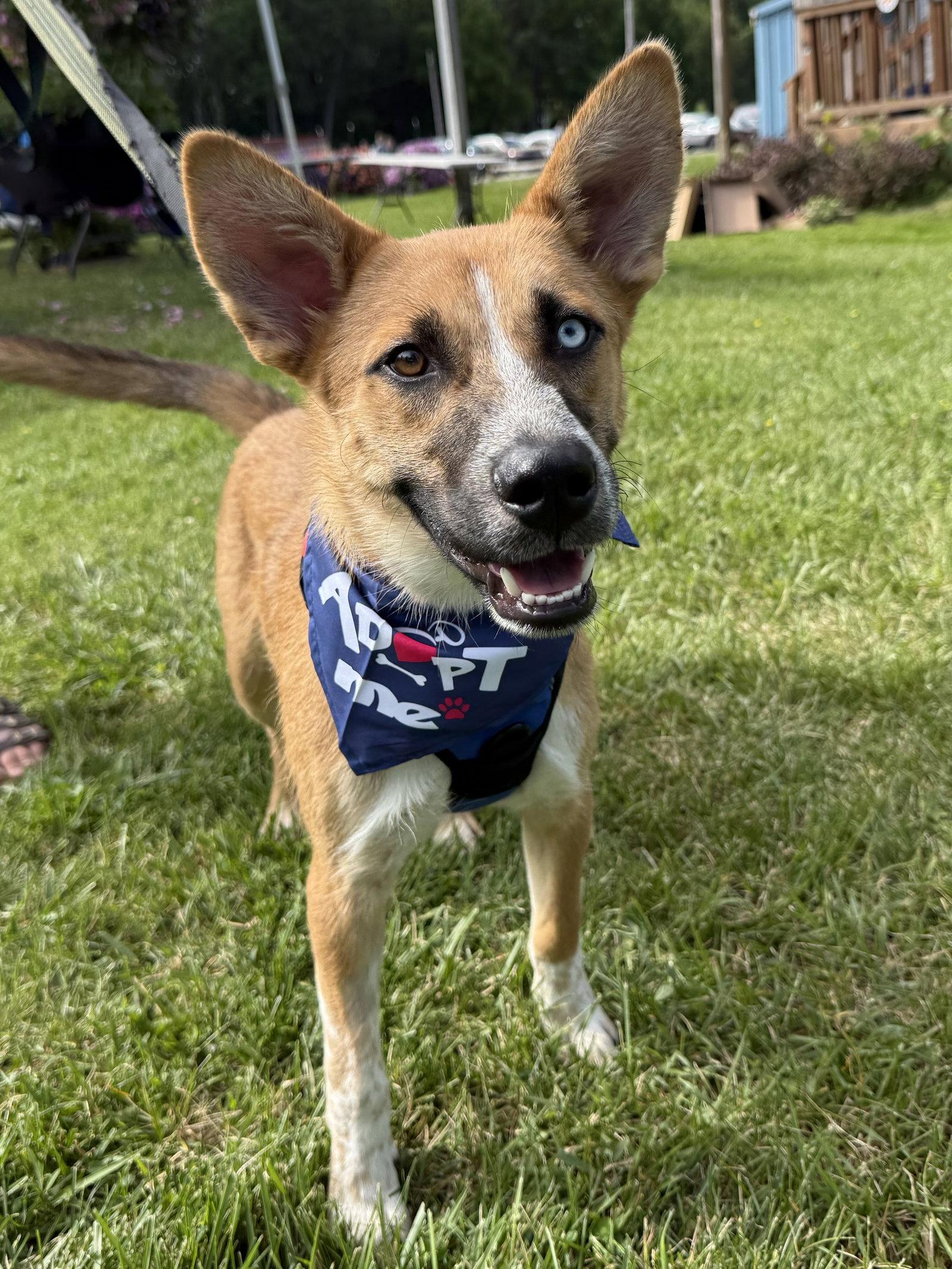 Merlin, Adoptable, Adult Male Husky & Australian Shepherd.