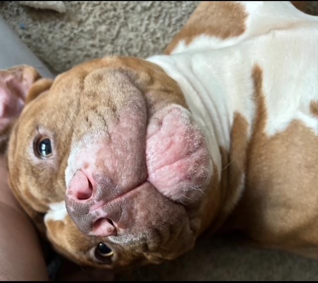Enlarge Motion, a Adoptable mixed breed in Miamitown, OH image 1/1