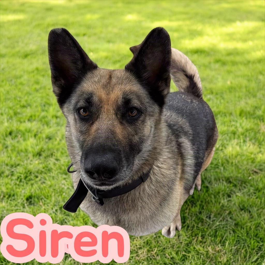 Siren, Adoptable, Young Female German Shepherd Dog & Husky.