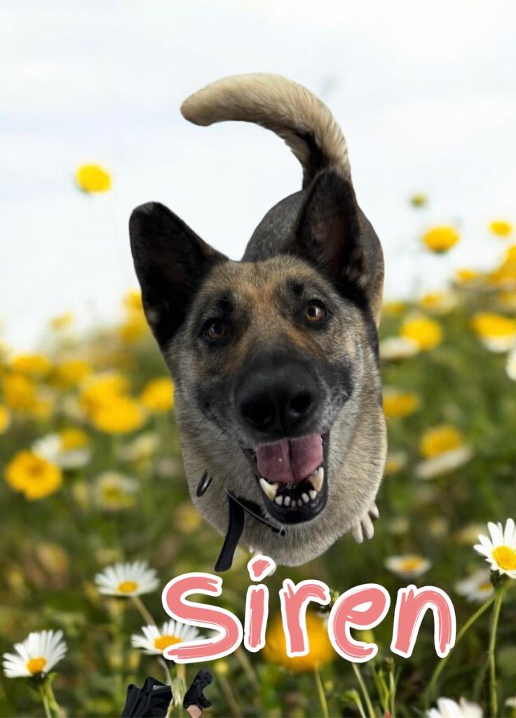 Siren, a Adoptable mixed breed in Camden, TN image 2/2