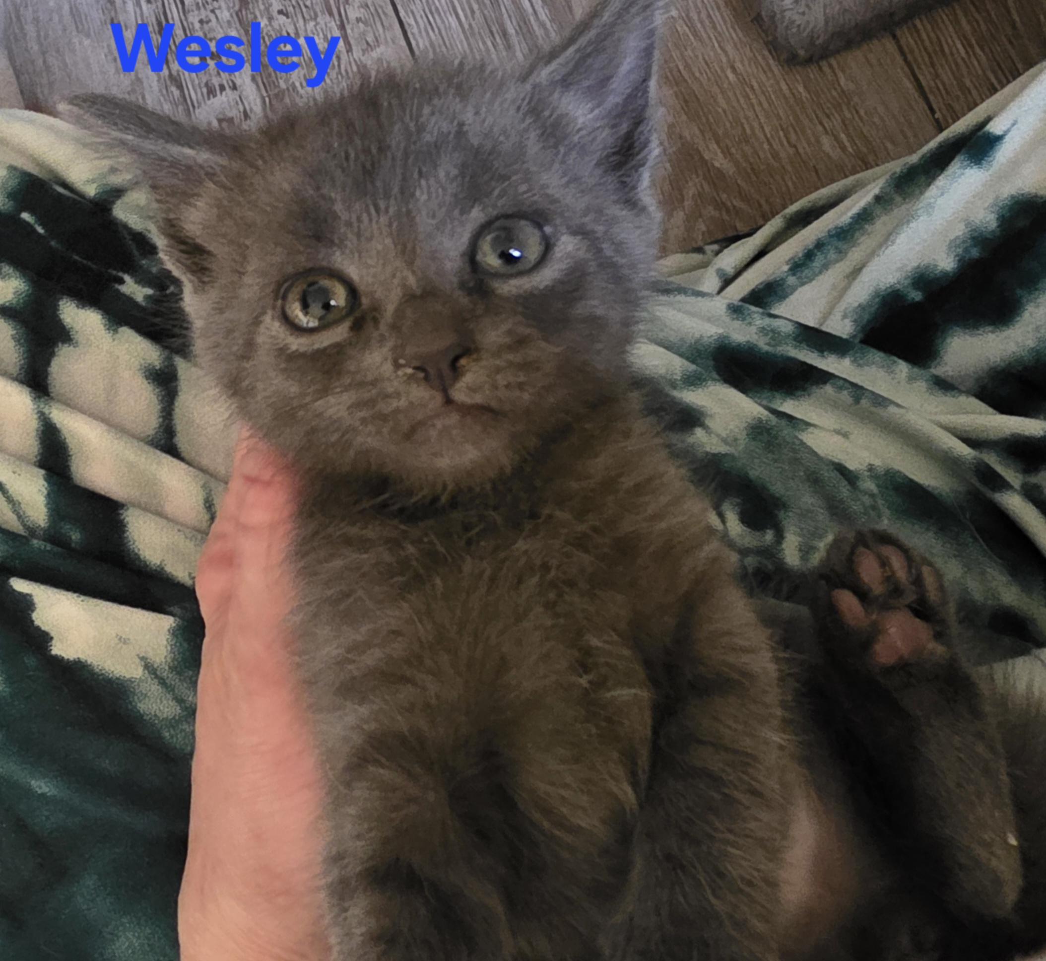 Wesley, Adoptable, Kitten Male Domestic Short Hair.