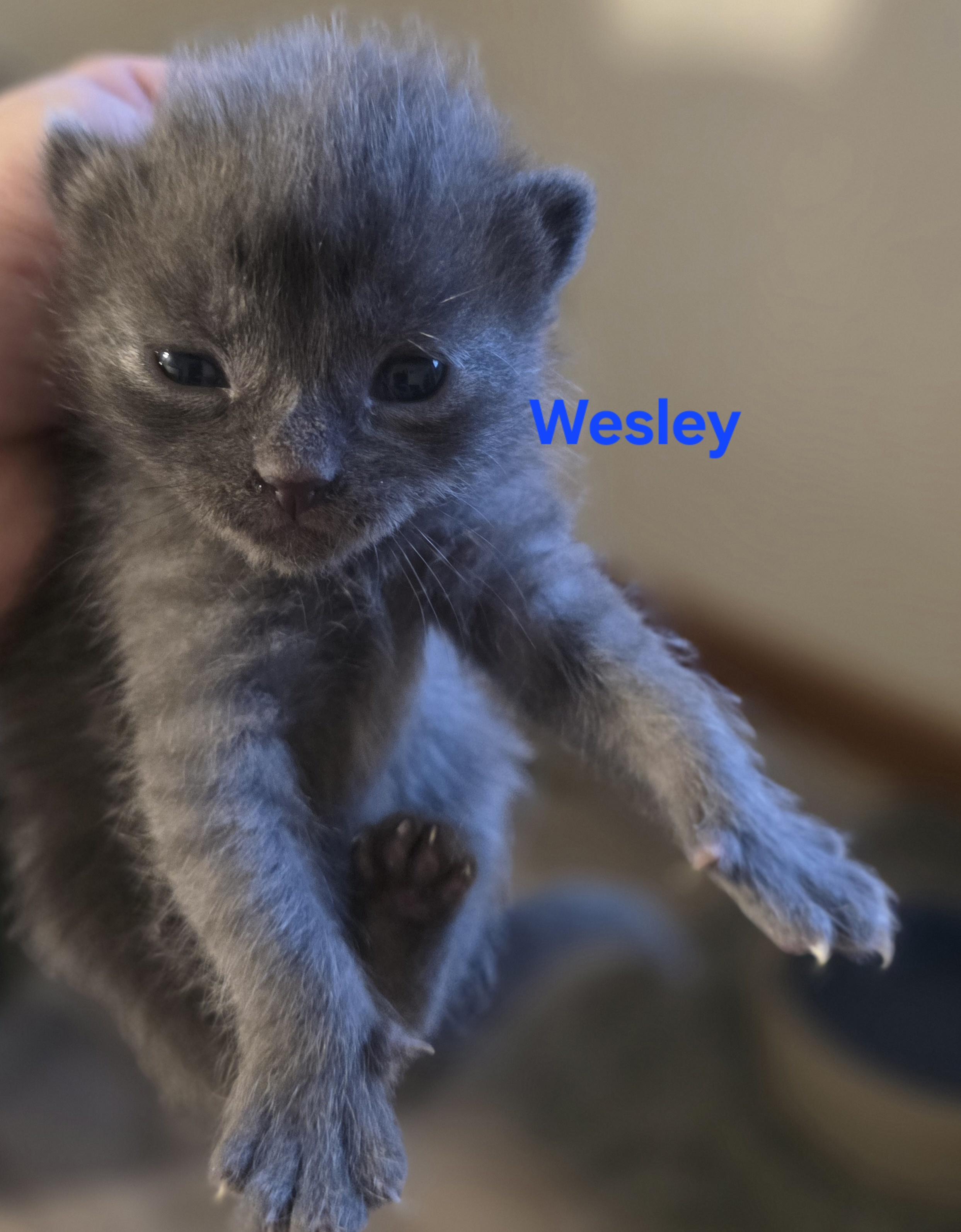 Wesley, Adoptable, Kitten Male Domestic Short Hair.