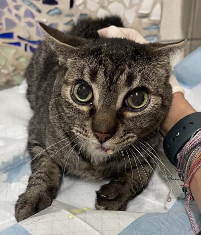 BILLIE, Adoptable, Adult Female Domestic Short Hair.