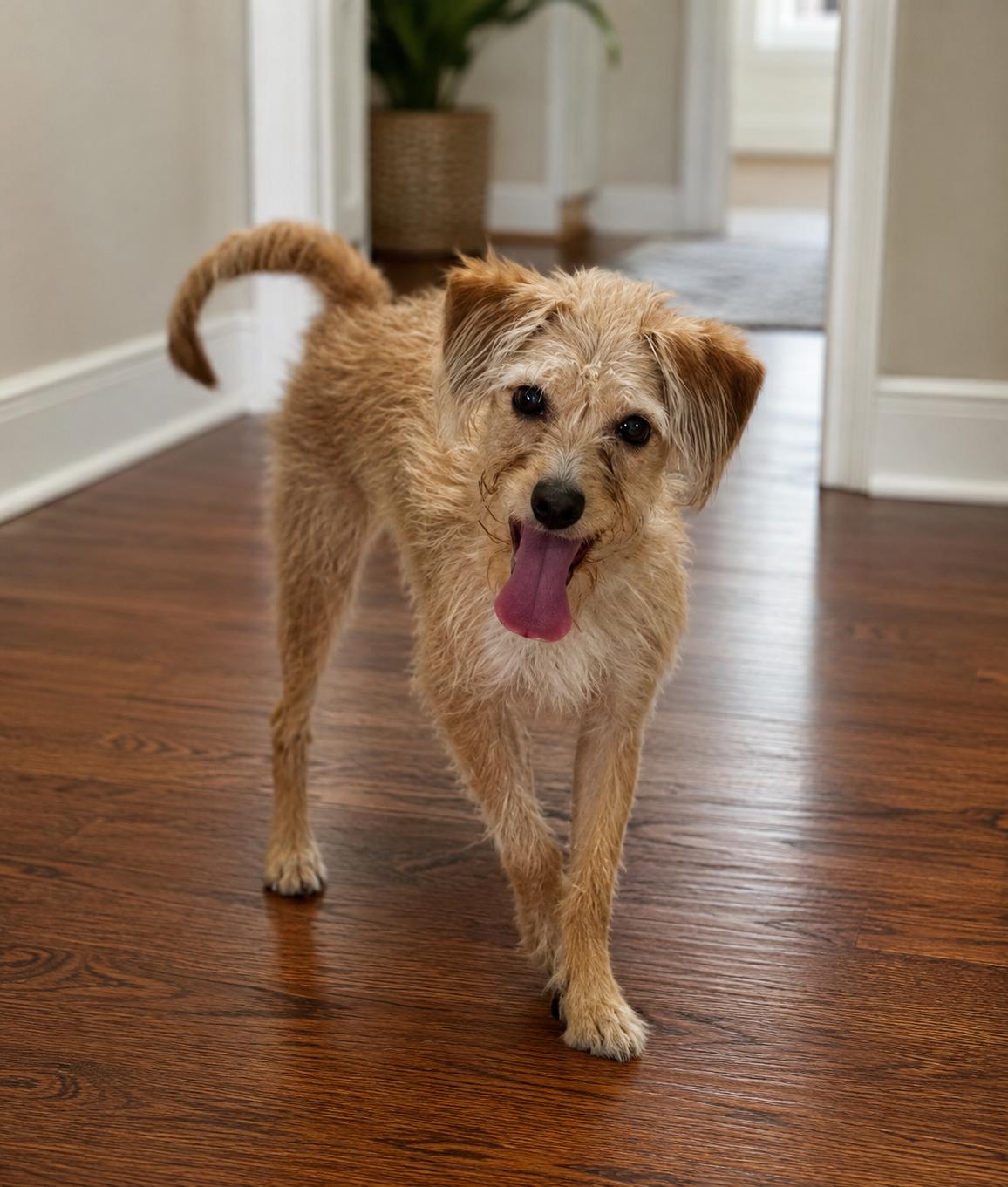 Lila, adopted, Puppy Female Mixed Breed.