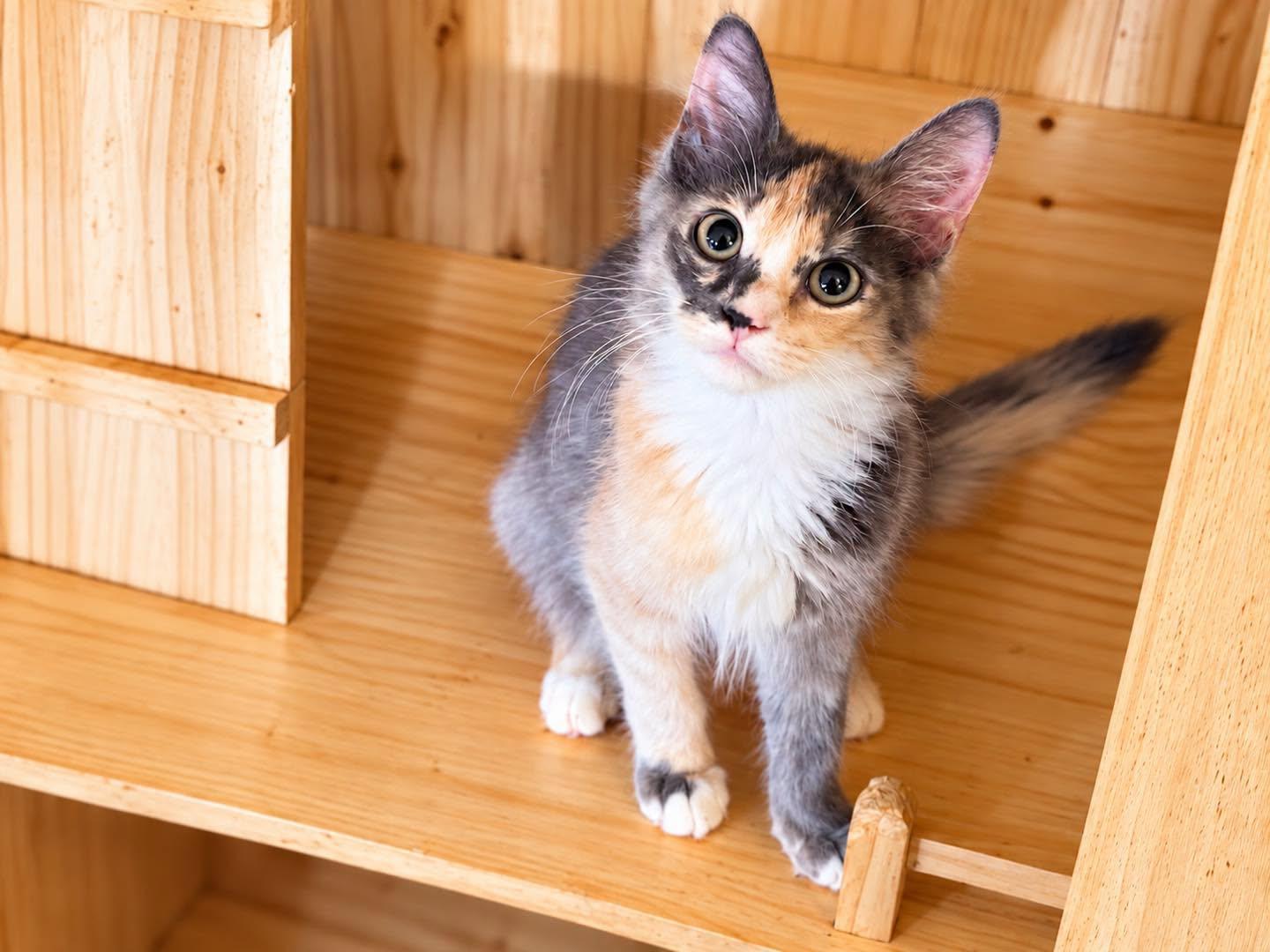 Enlarge CHESSIE, a Adopted Calico in Capshaw, AL image 1/1